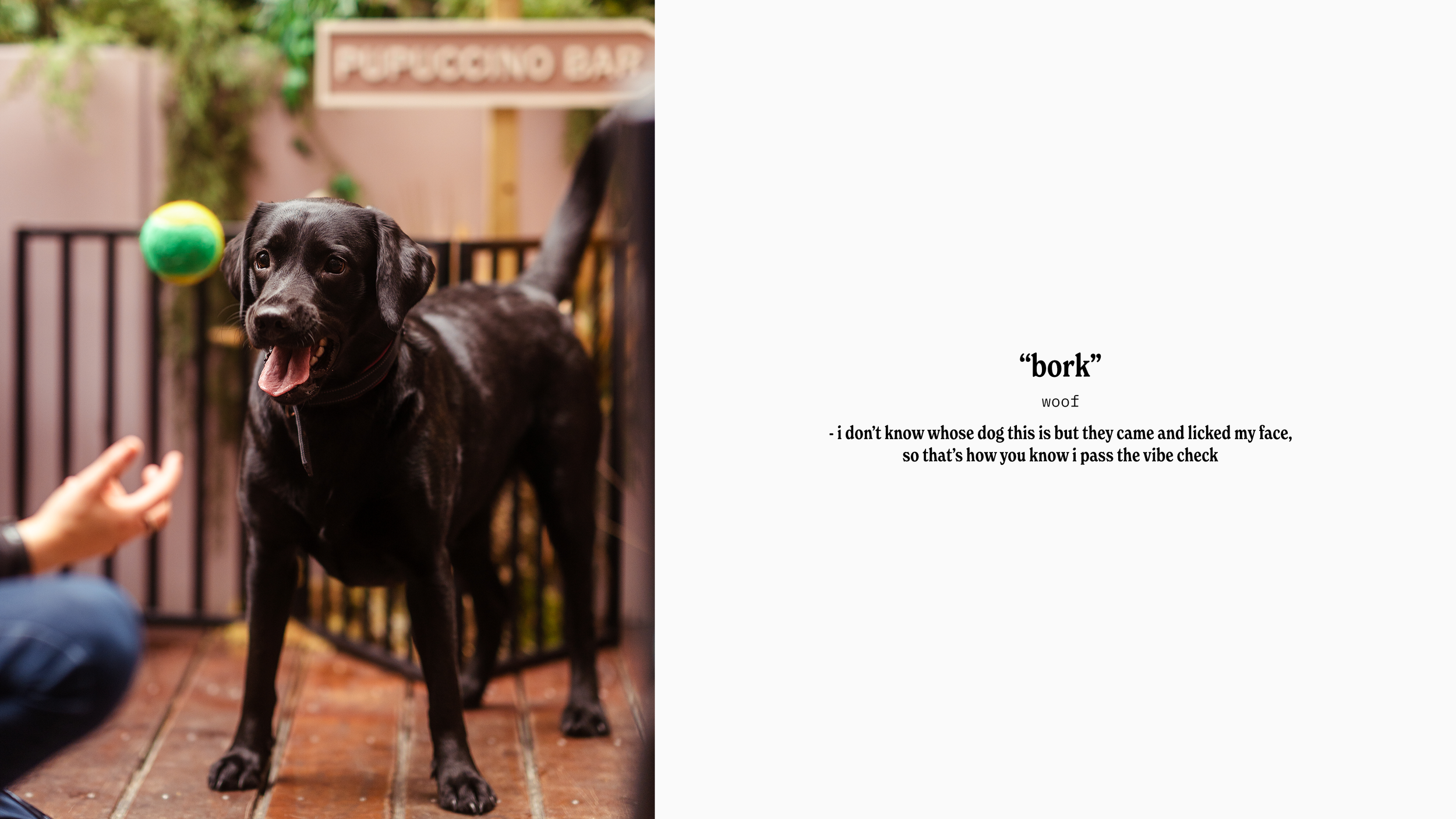 DOG.png