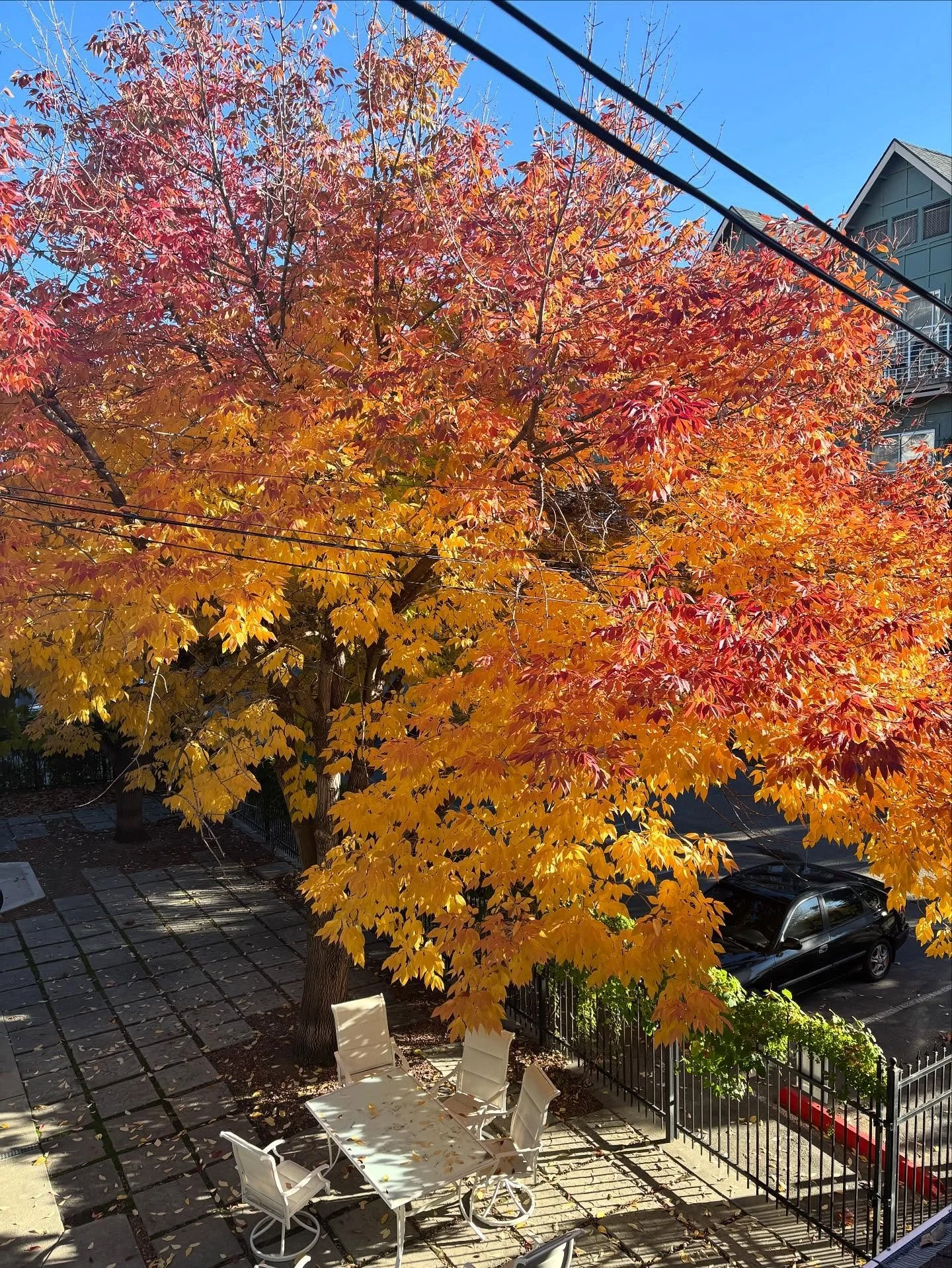 This tree is in the courtyard of my salon. I get a view of it every time I take someone to the shampoo bowls. 🍁🍂 #boisehairsrylist #fallvibes🍂🍁❤️