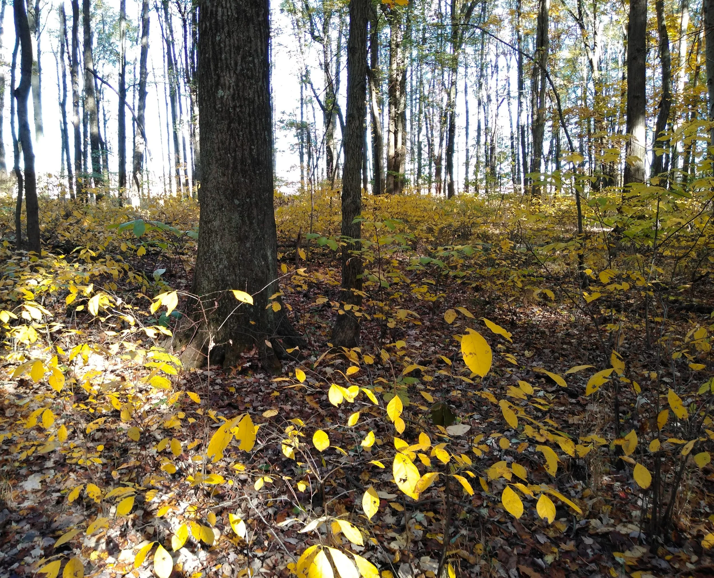 Spicebush in a mature woodland