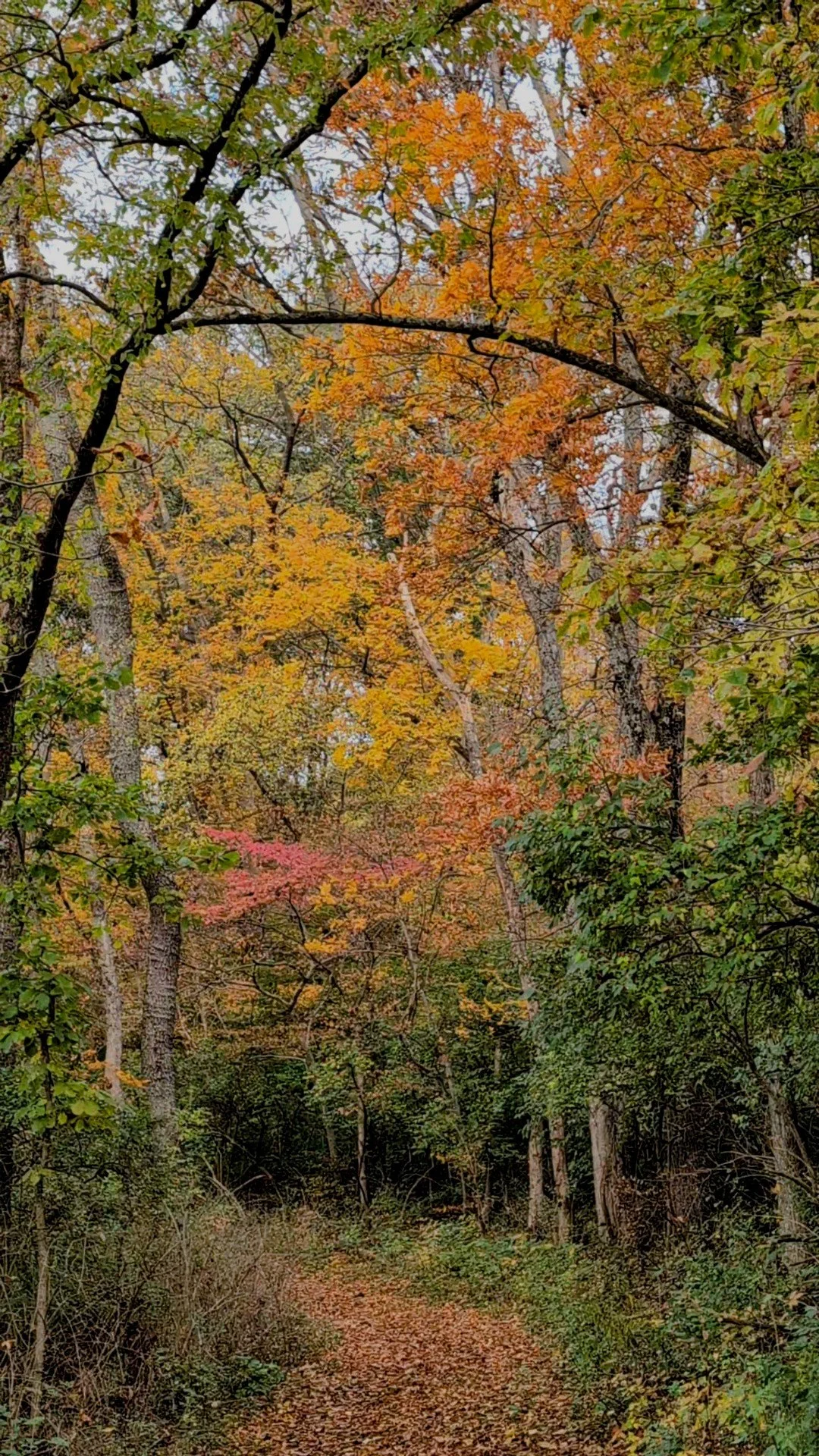 Wisdom of Old Growth Forests part 1