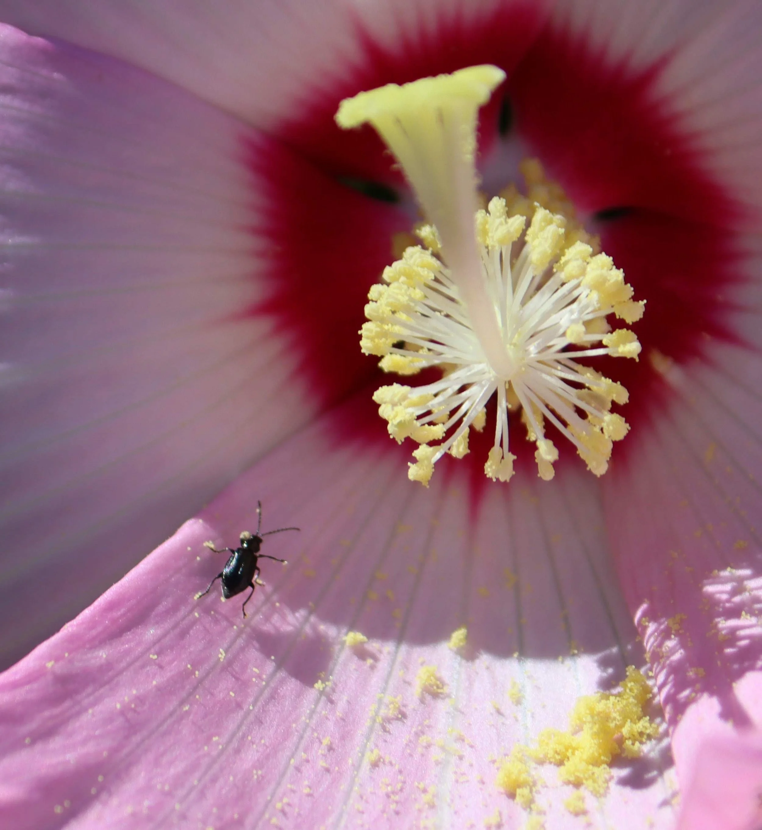 Hibiscus and pollen-covered beetle