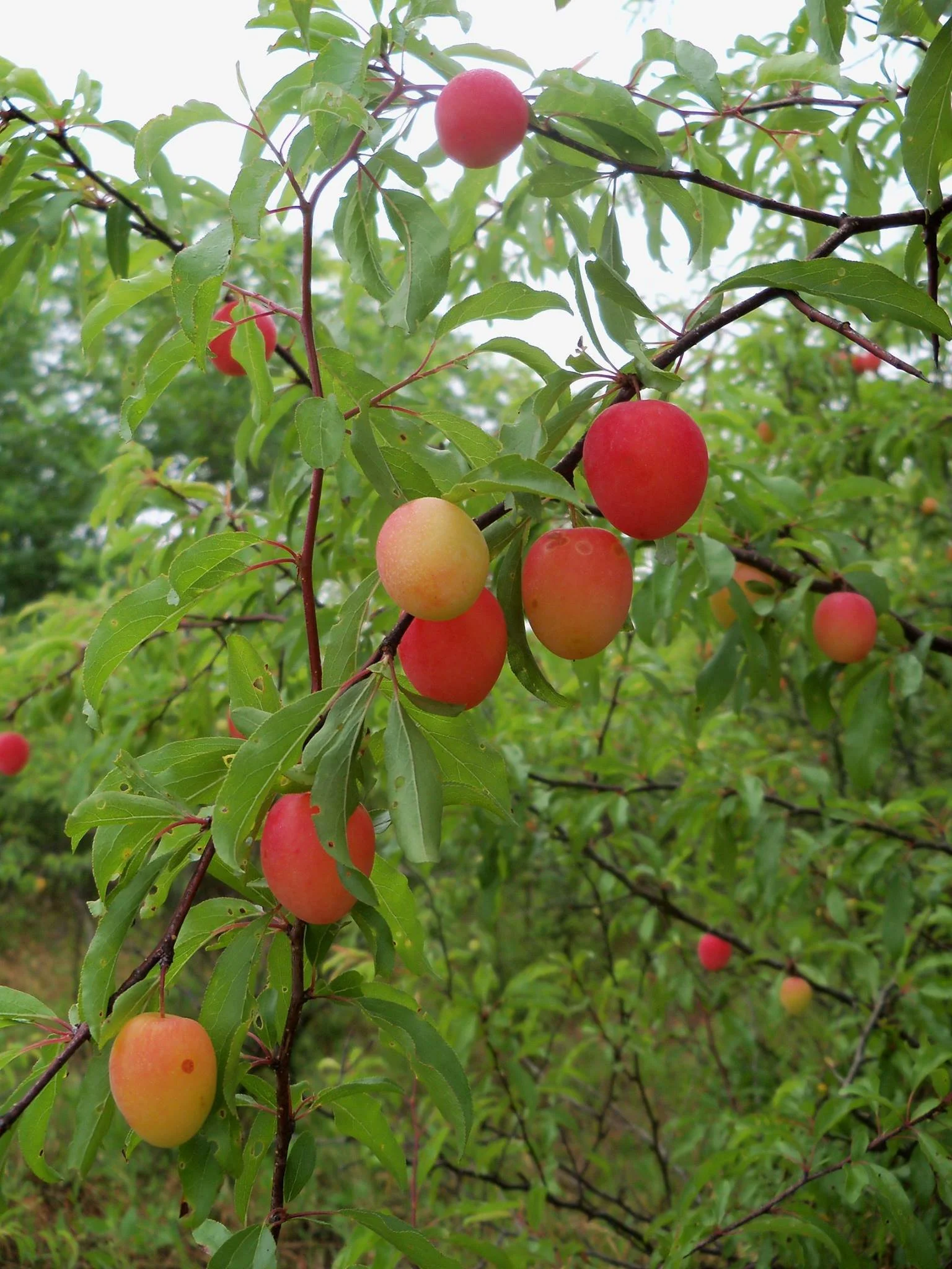 Wild Plums