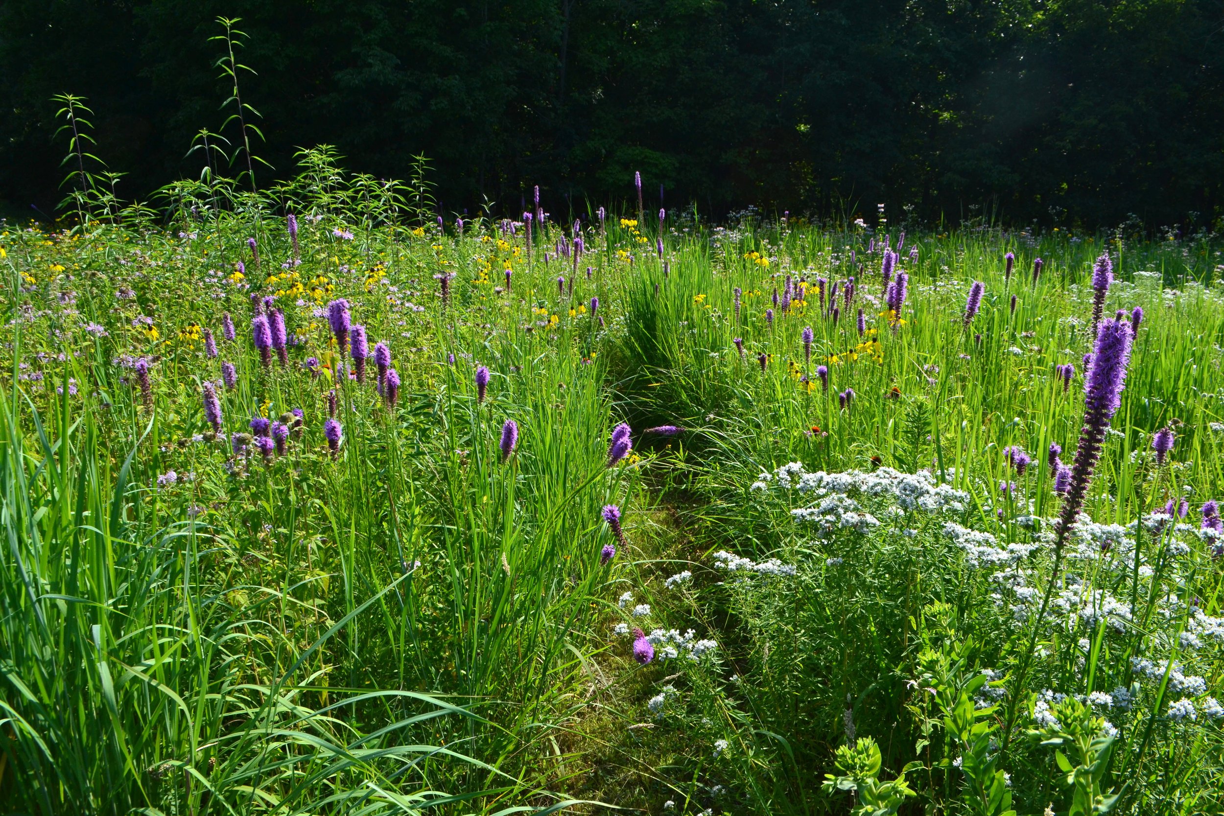 Native Prairie Restoration