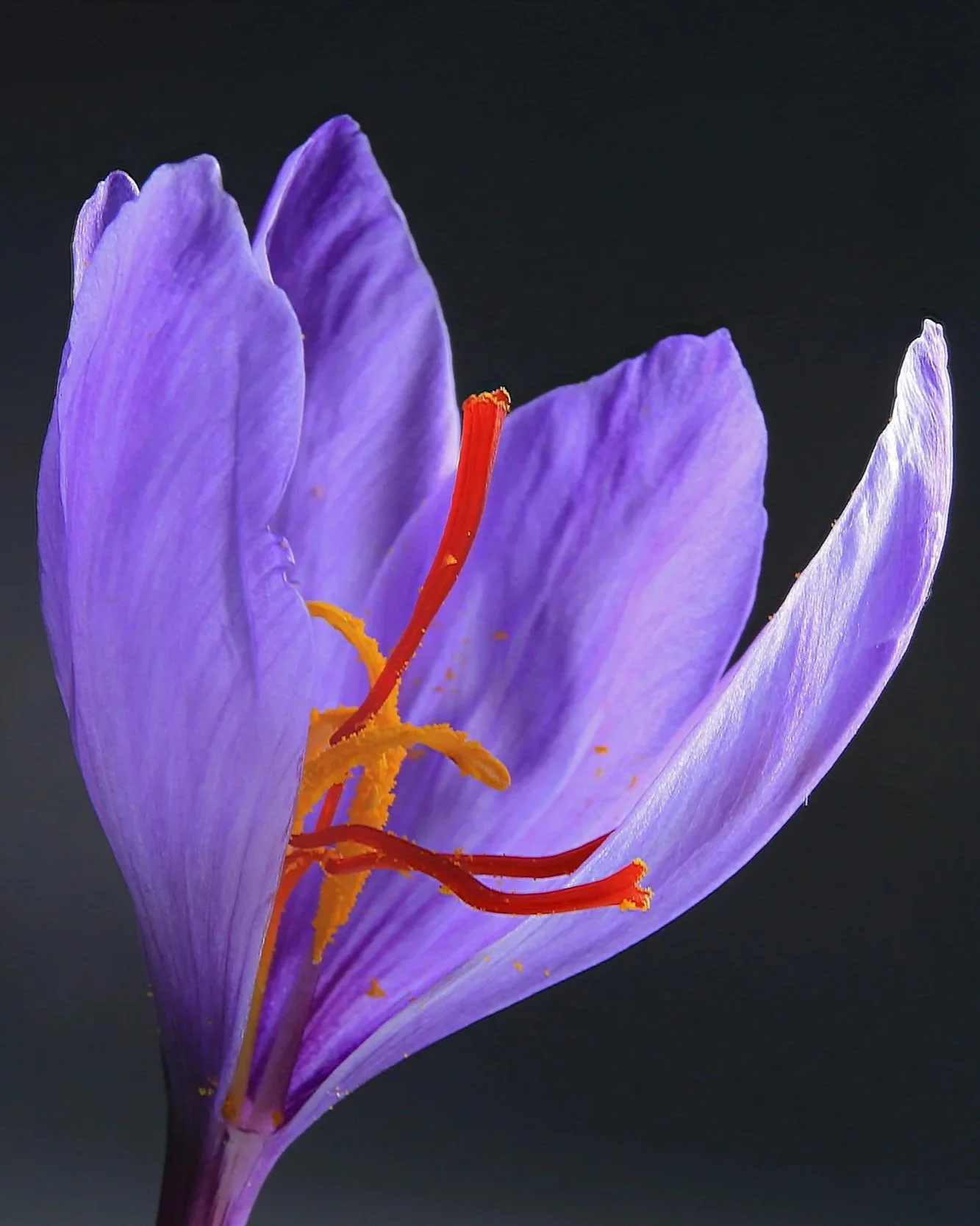 Close-up of a purple crocus flower with orange stamens and yellow pollen against a black background.