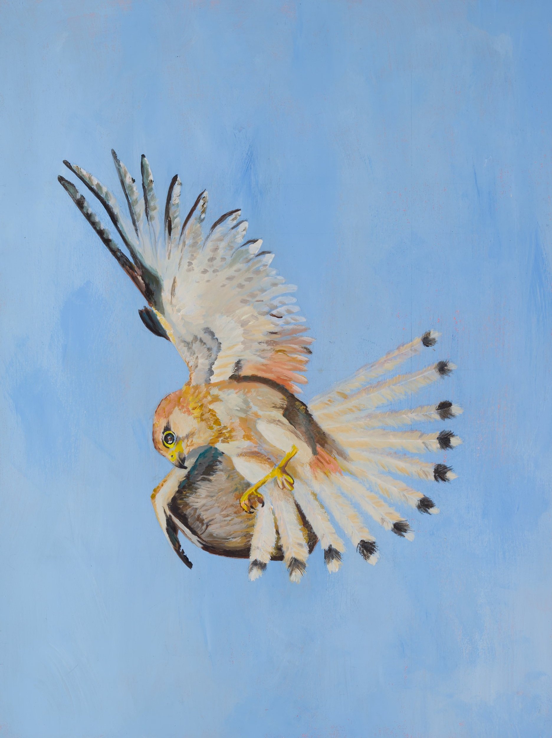 Nankeen+Kestrel.jpg