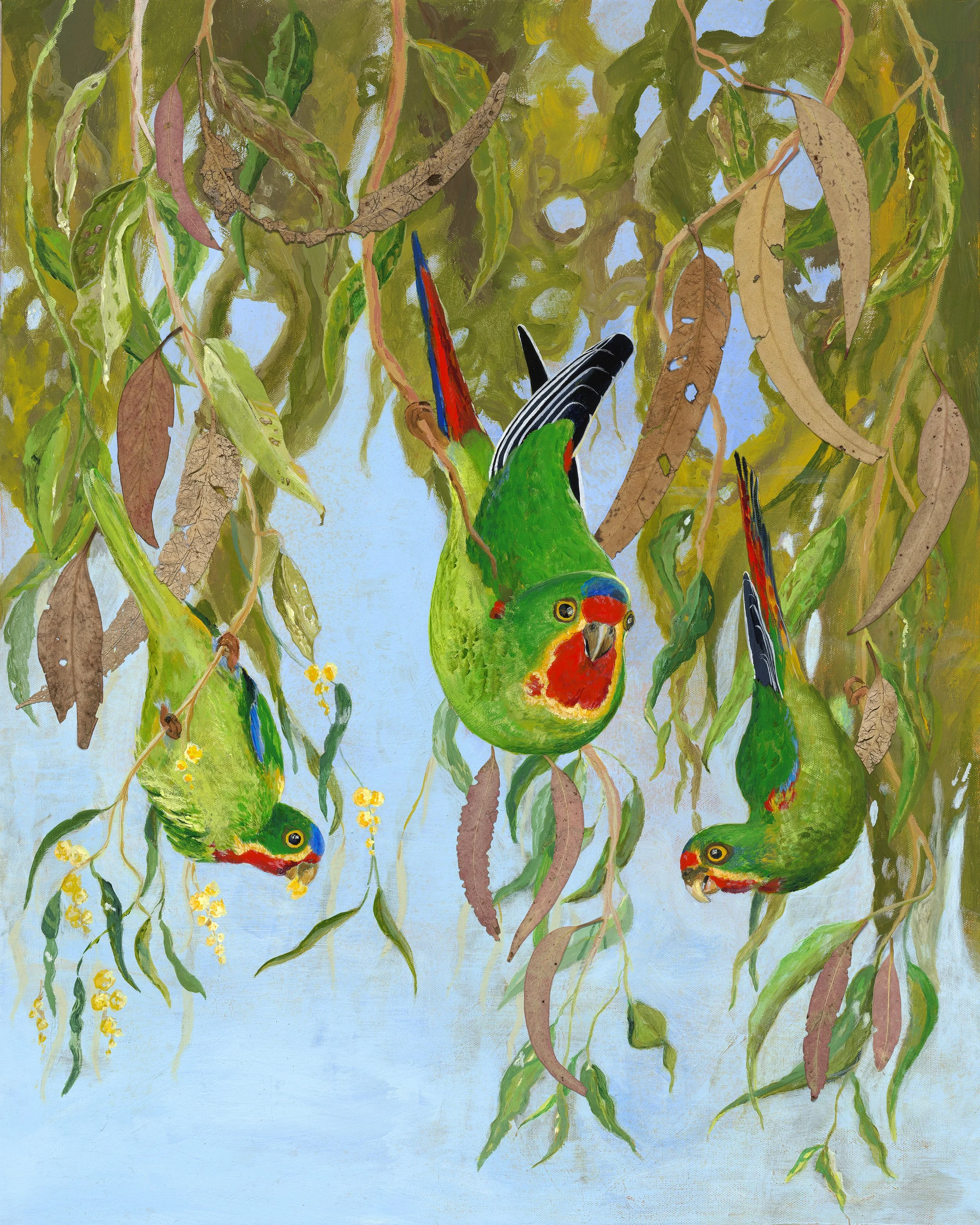 Endangered Australian Swift Parrots.jpg