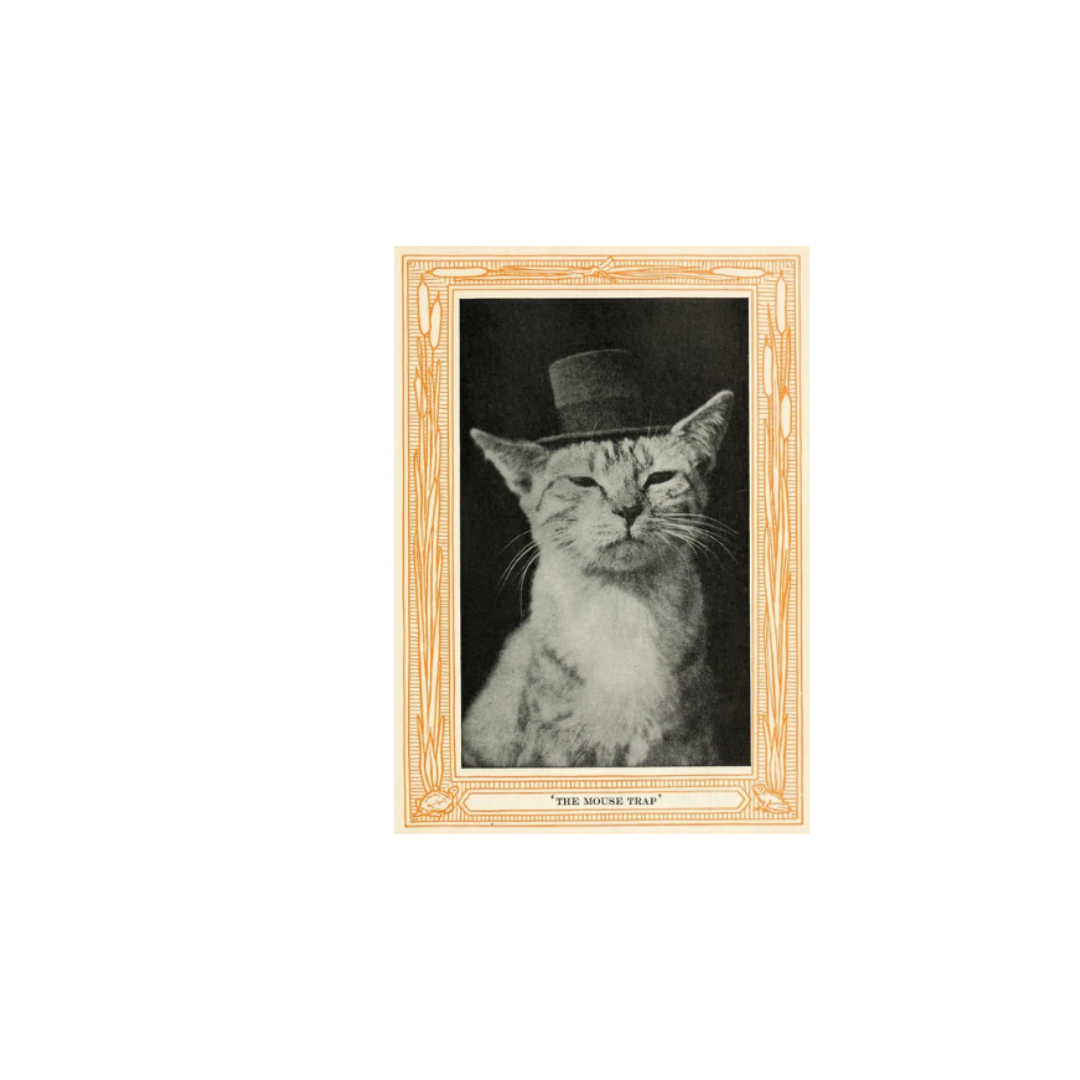 fun cat with a hat portrait.png