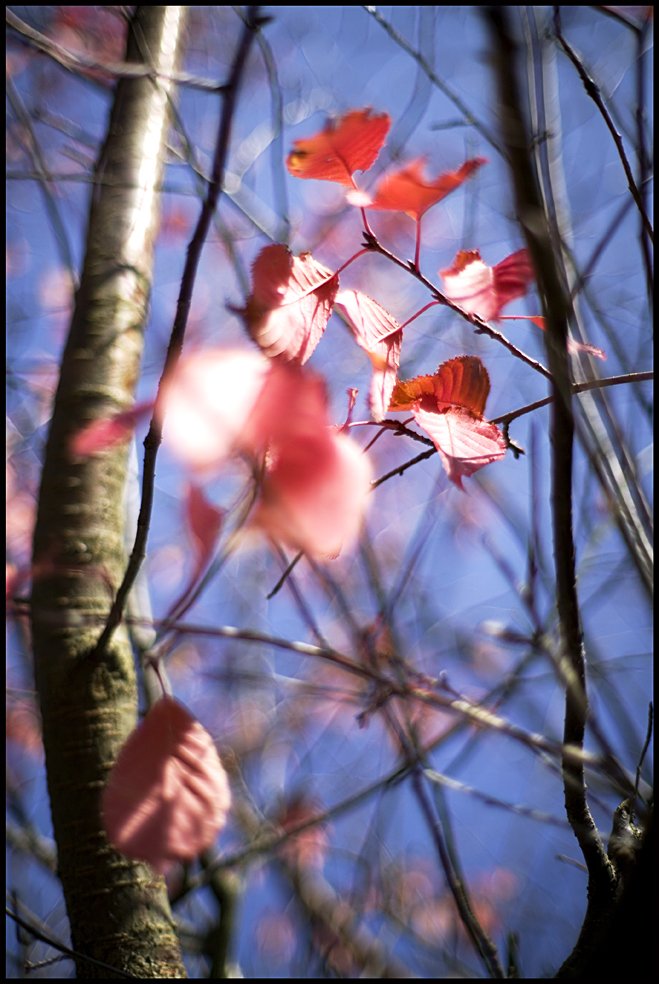 redleaves1.jpg