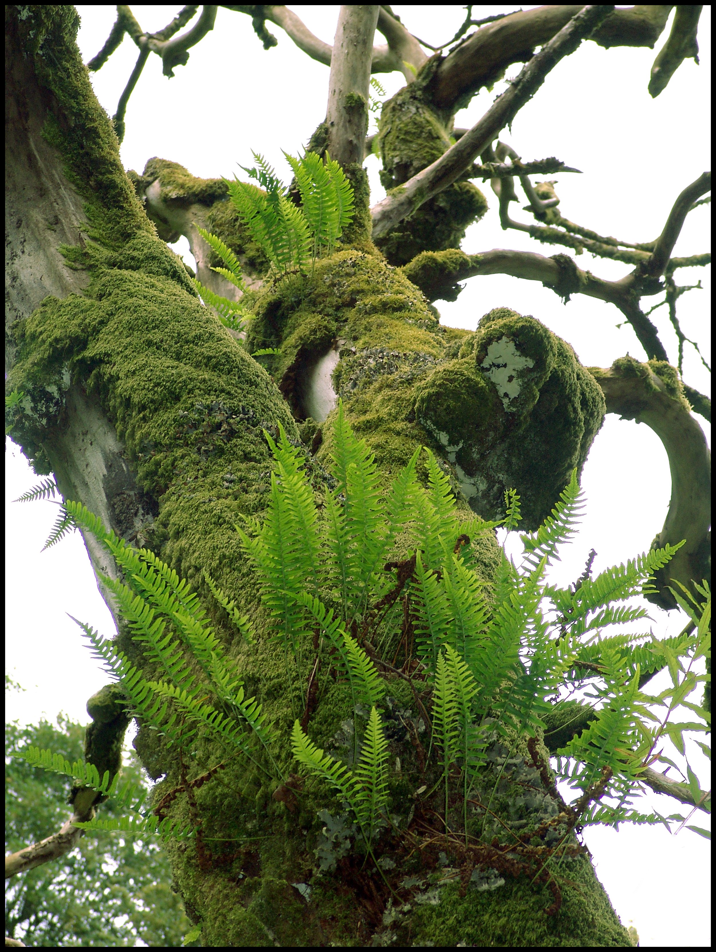 magic tree1a.jpg