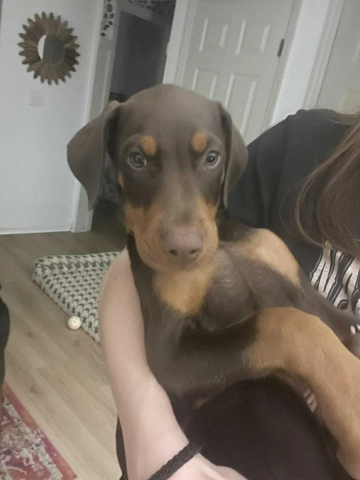 Zuko (pending adoption)