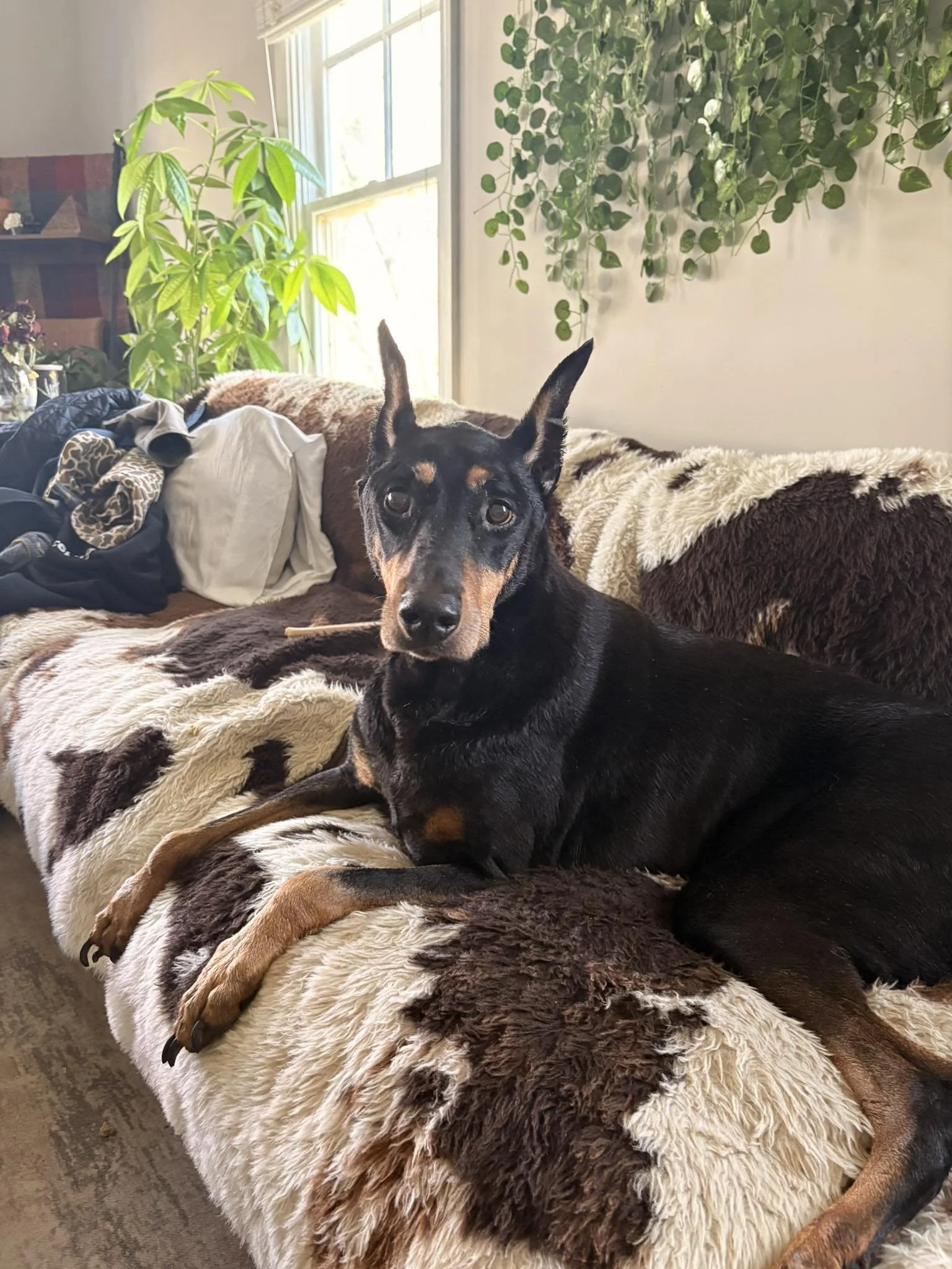 Yebba — Dogwood Doberman Rescue