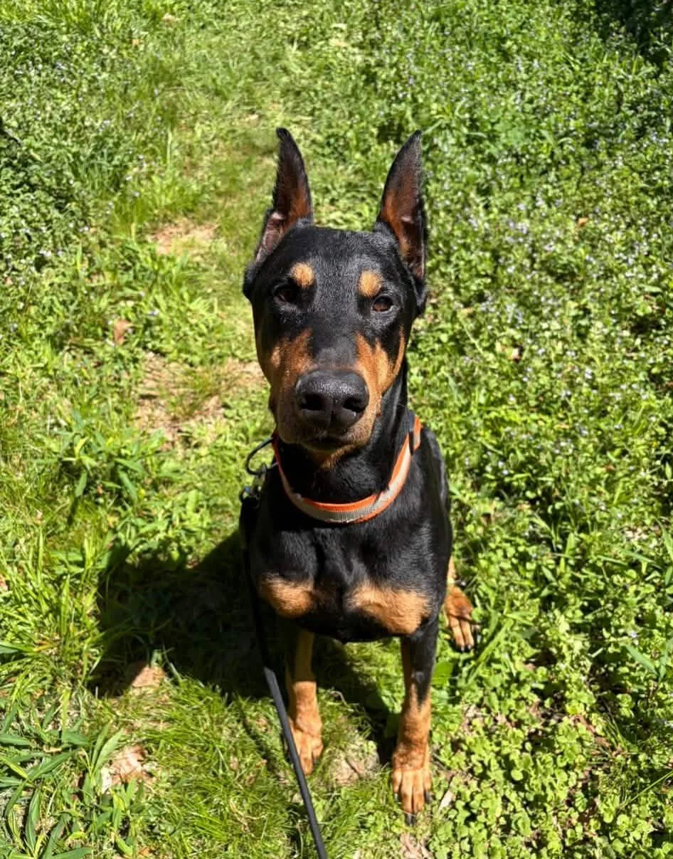 Enzo