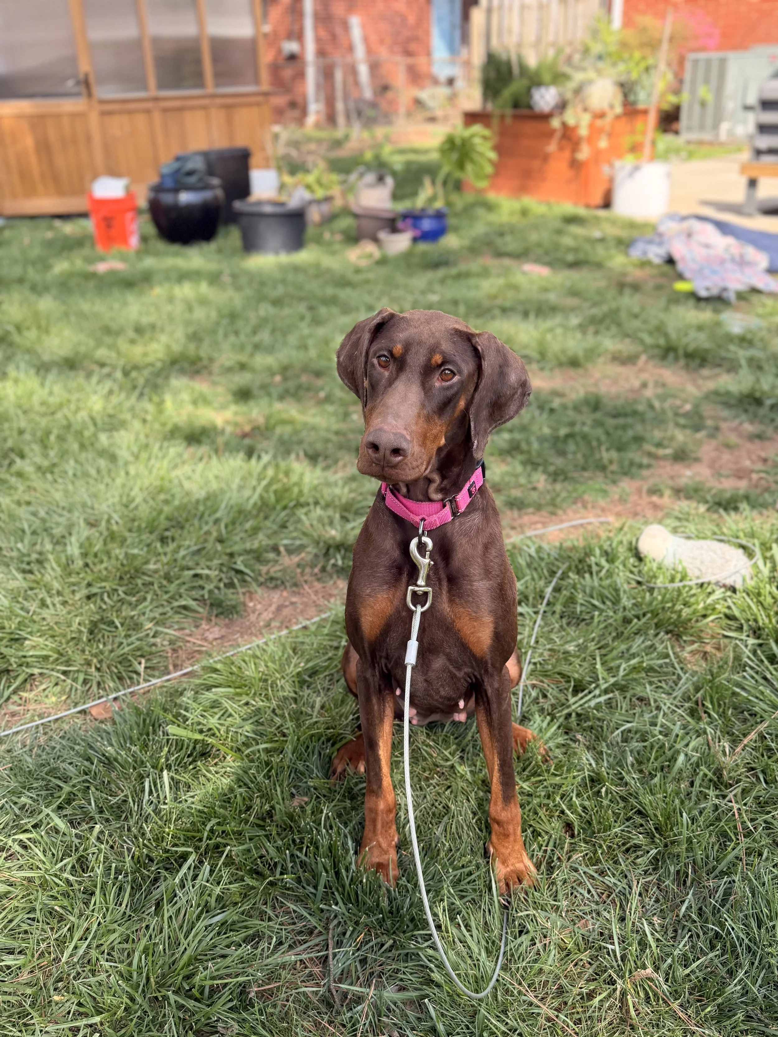 Penny