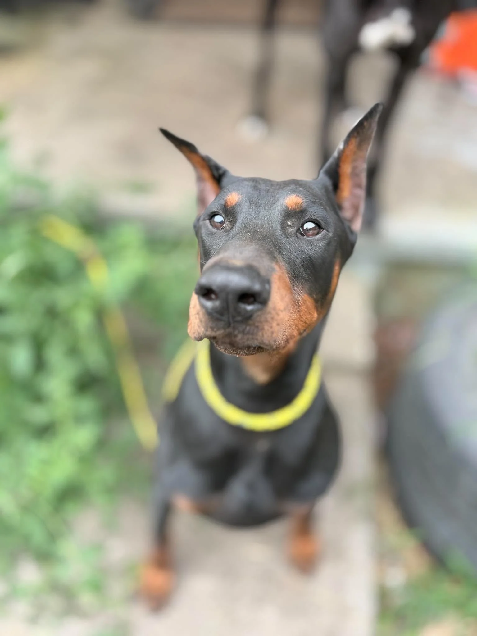 Brutus