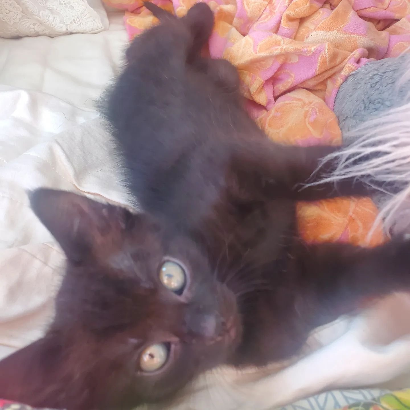 Meet my new partner is crime Billy the kidd pussycat #kittycat #magickal #familia #blackcatsofinstagram