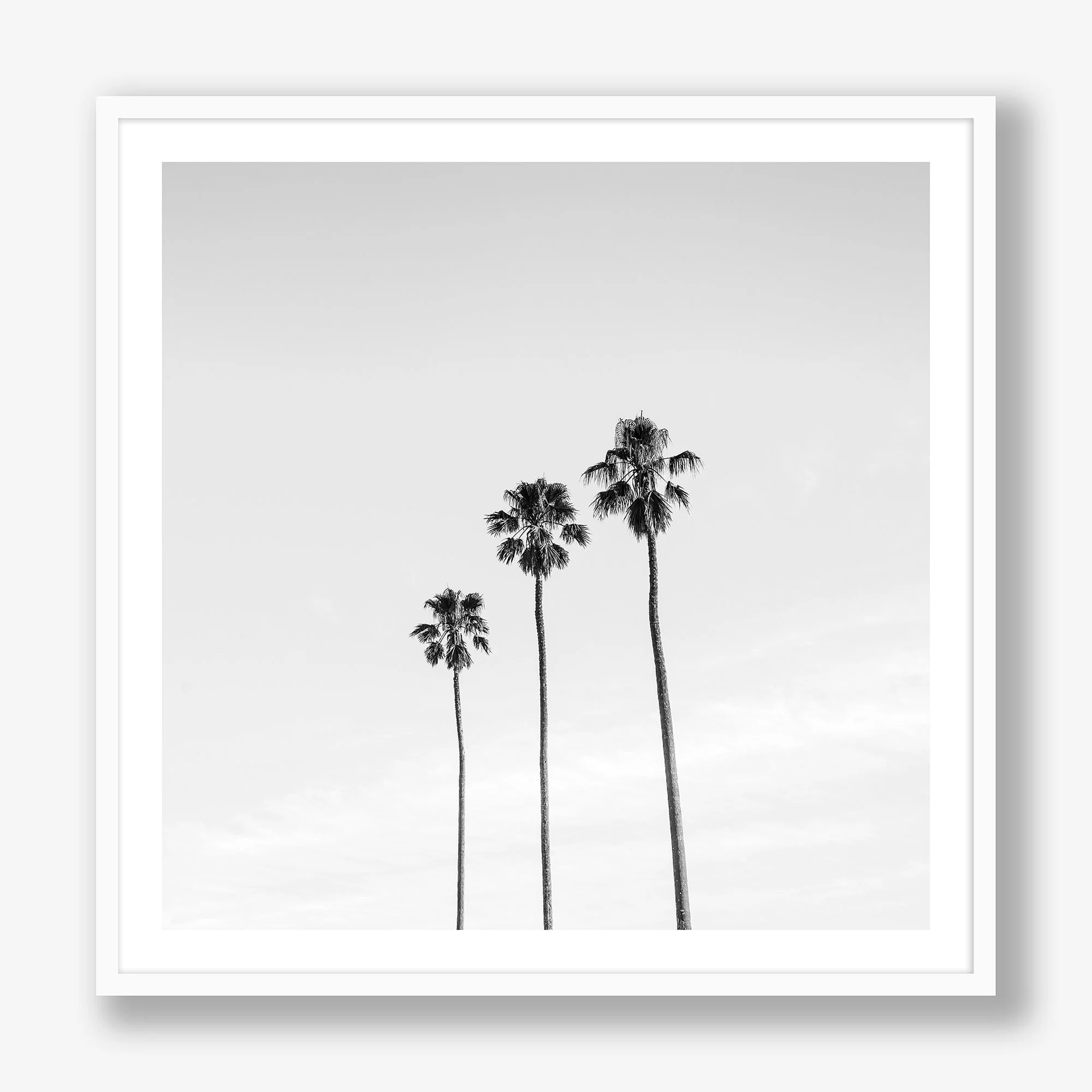 three-palms-white.jpg
