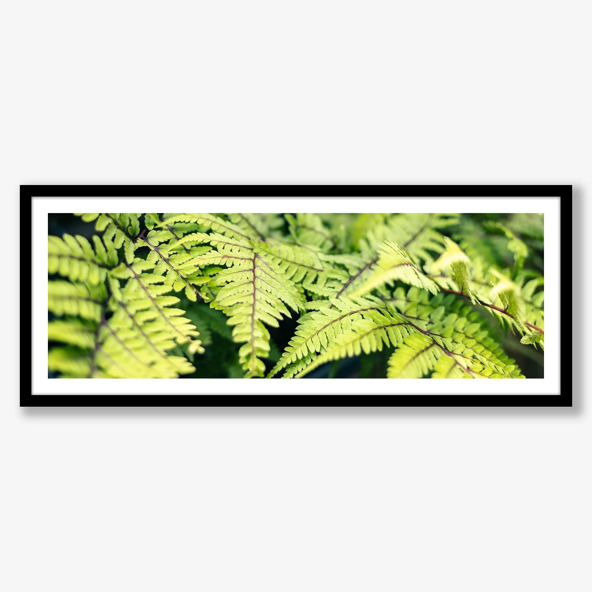 ferns-no1-black.jpg