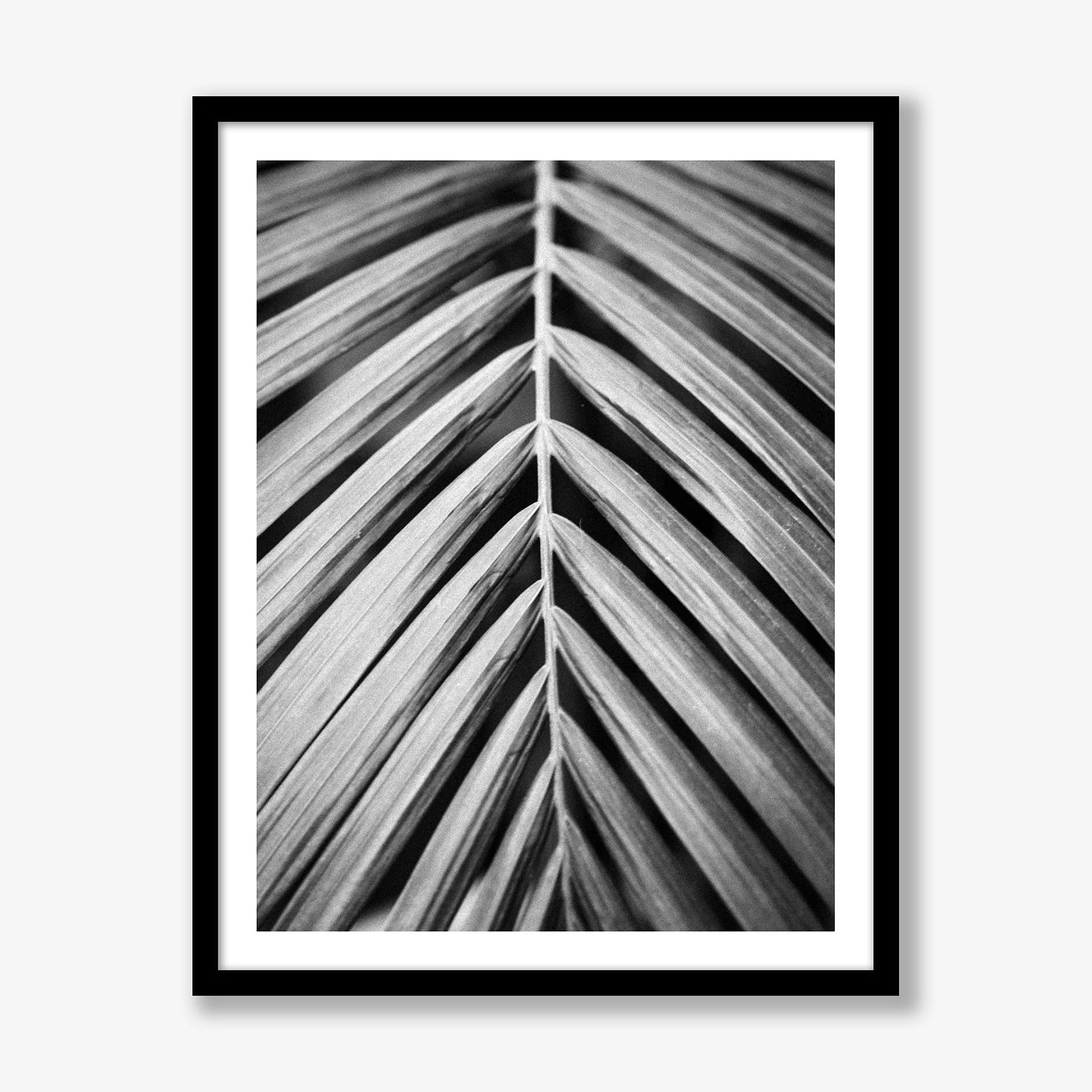 palm-leaf-vertical-black.jpg