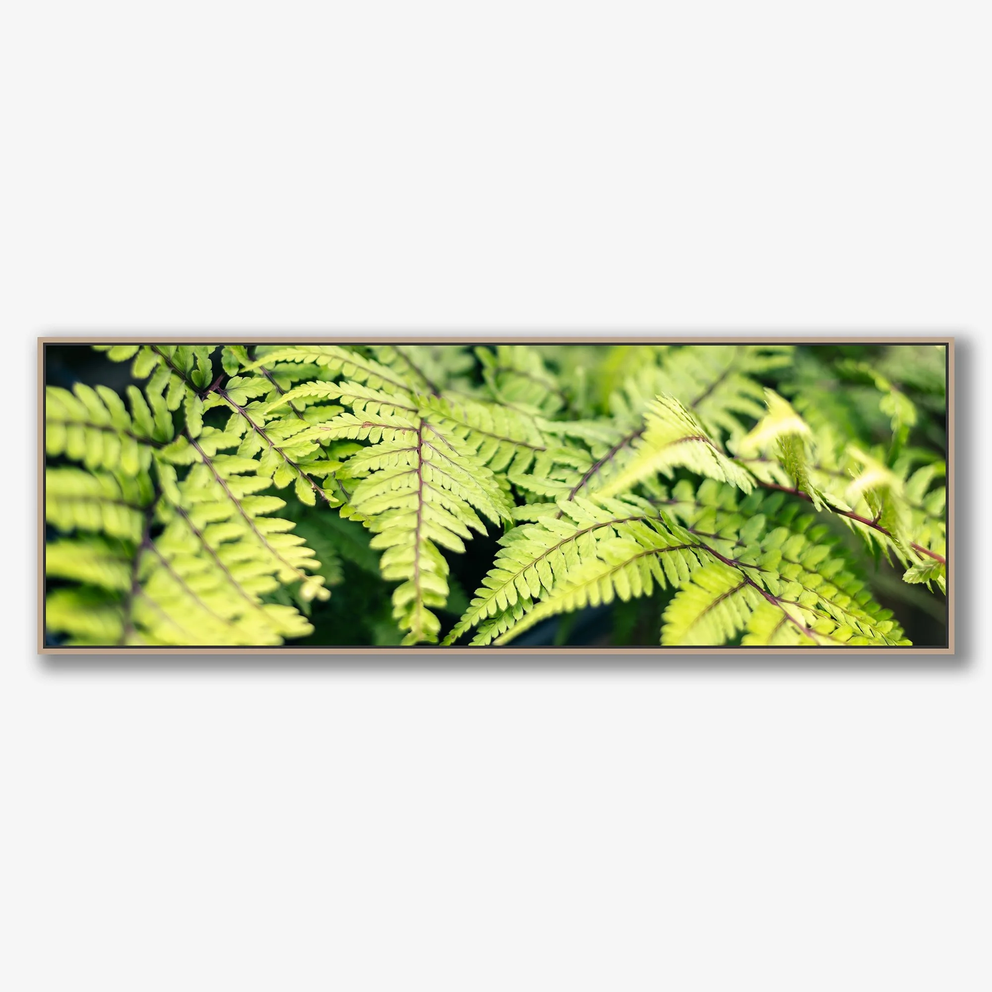 ferns-no1-canvas-oak.jpg