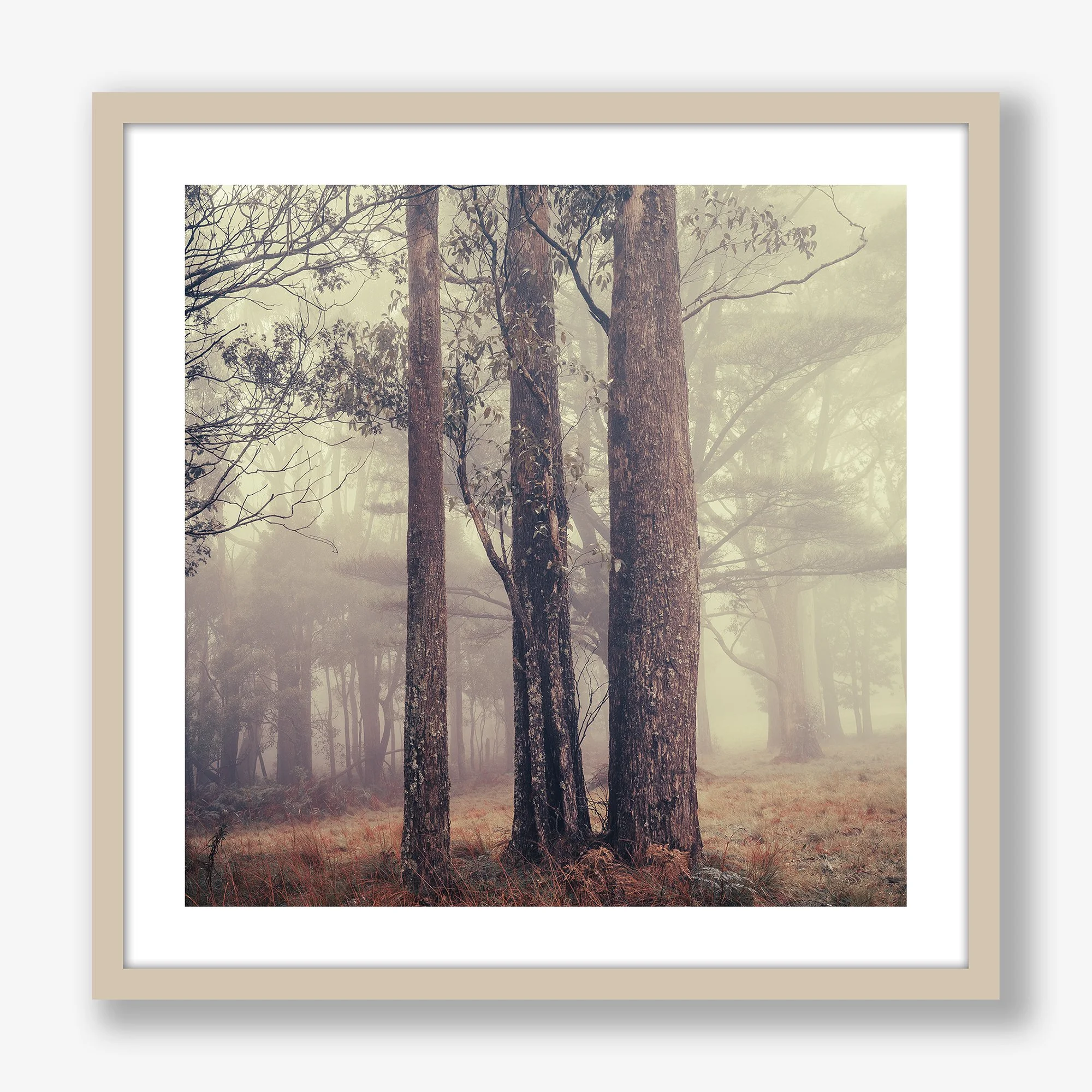 trees-in-fog-no2-oak.jpg