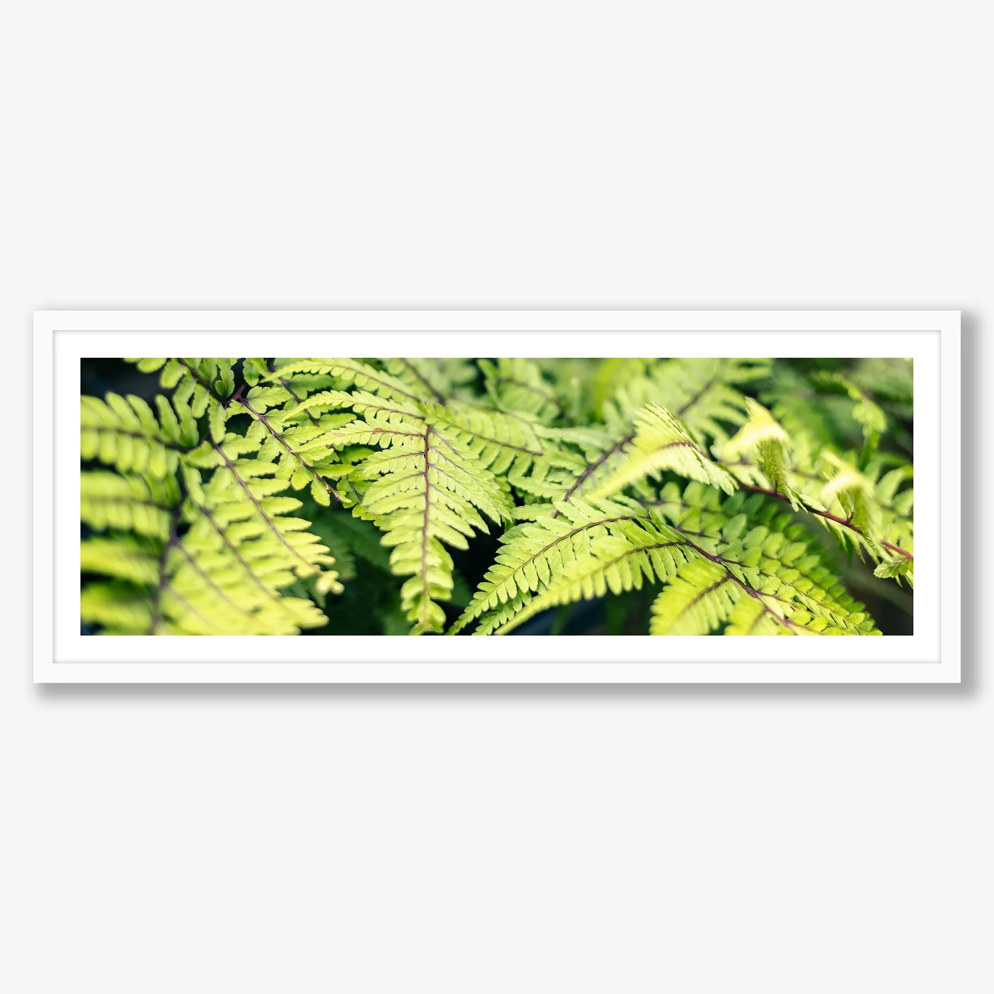 ferns-no1-white.jpg