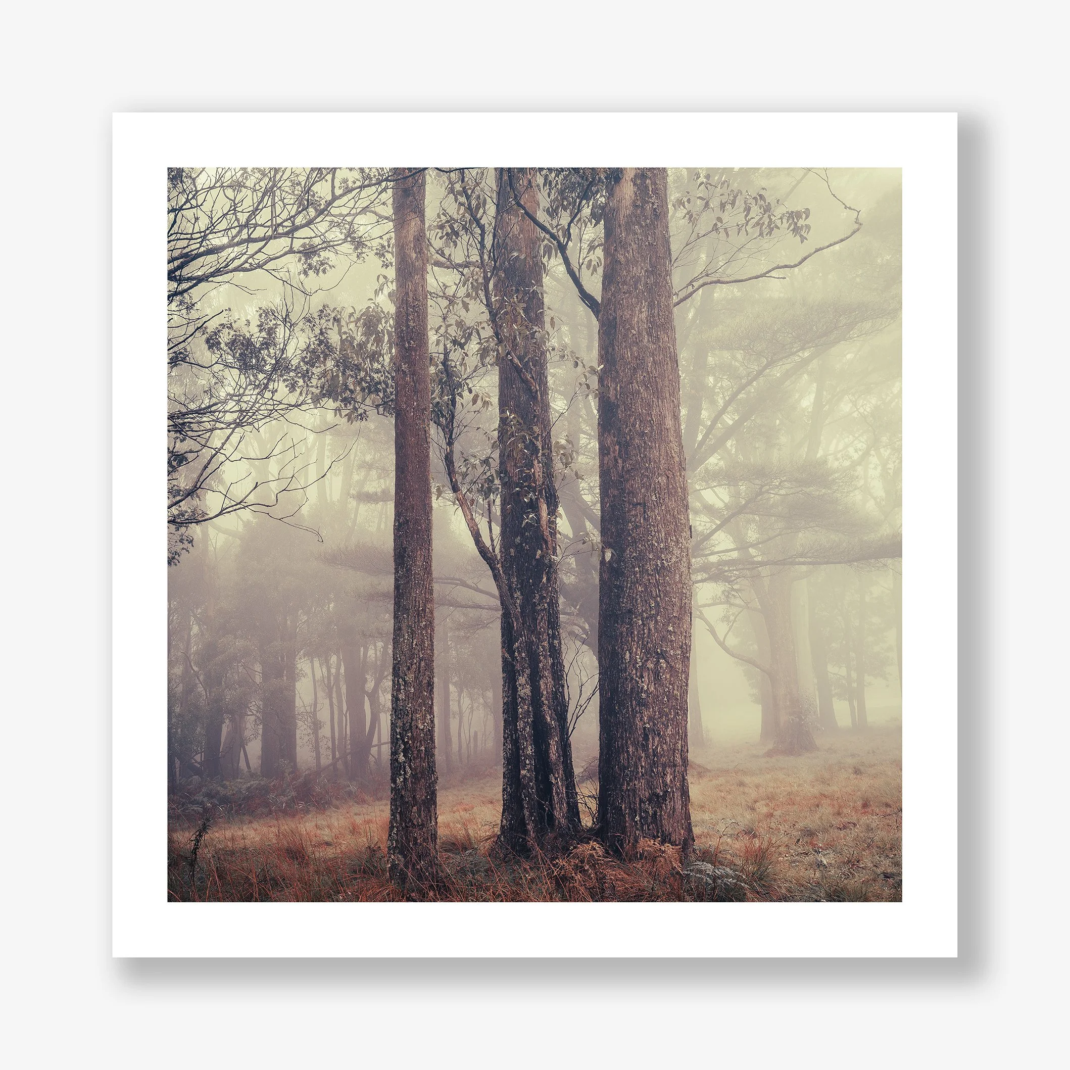 trees-in-fog-no2-print.jpg