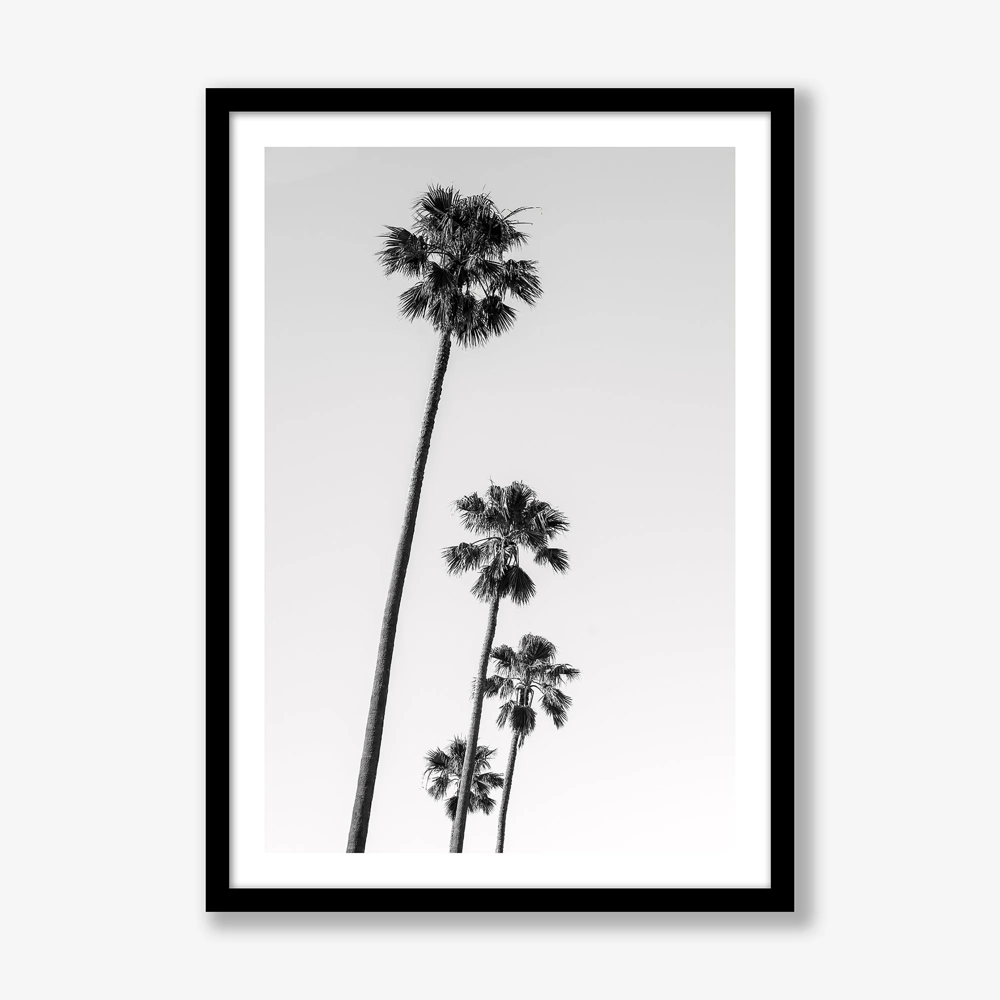 four-palms-black.jpg