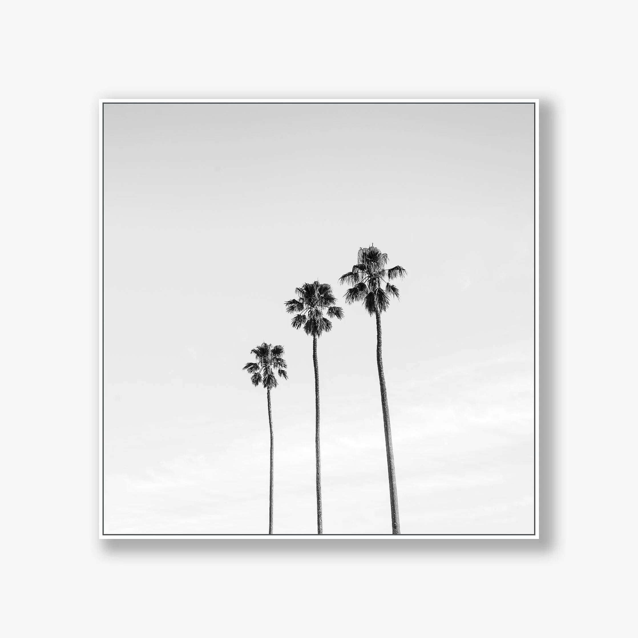 three-palms-canvas-white.jpg