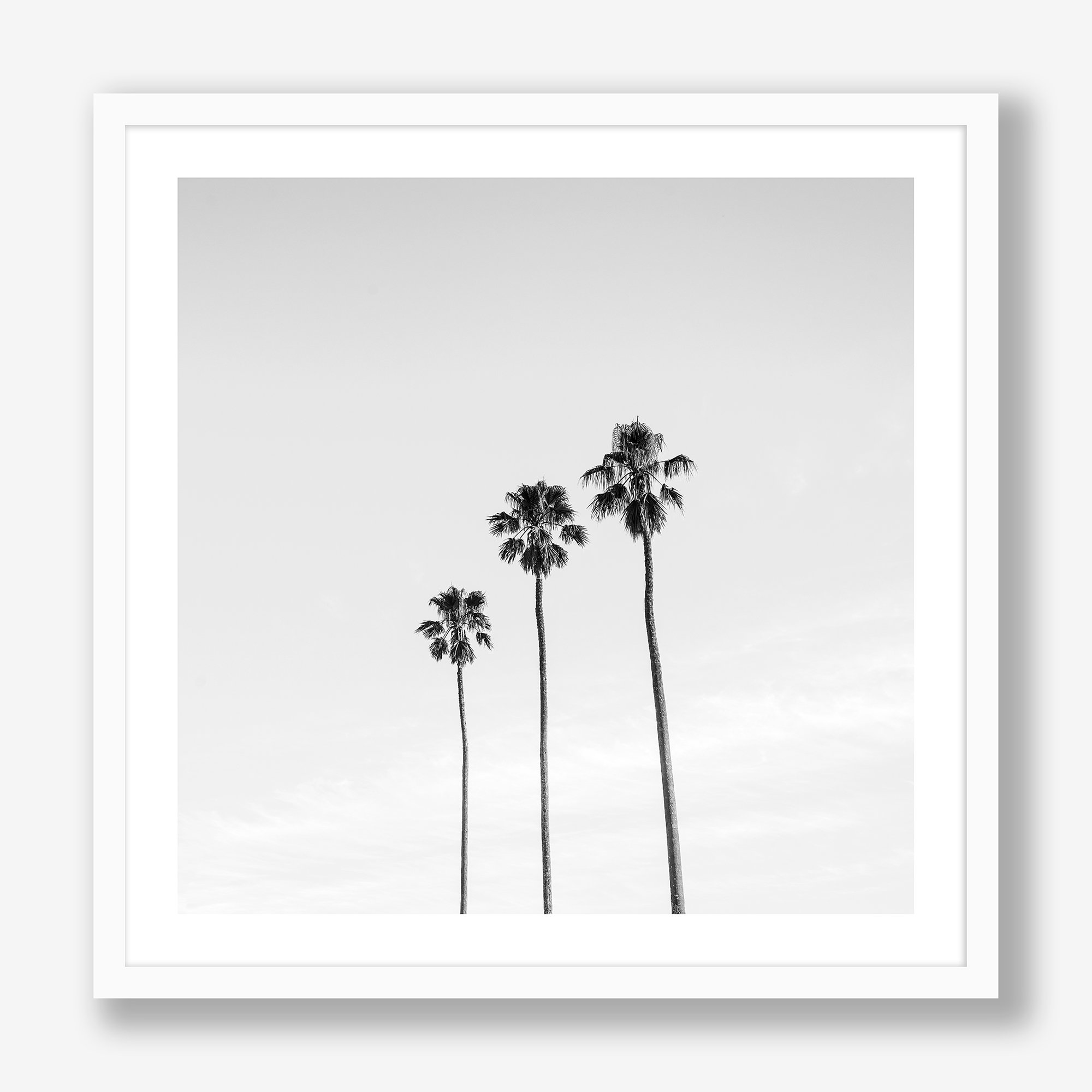 three-palms-white.jpg