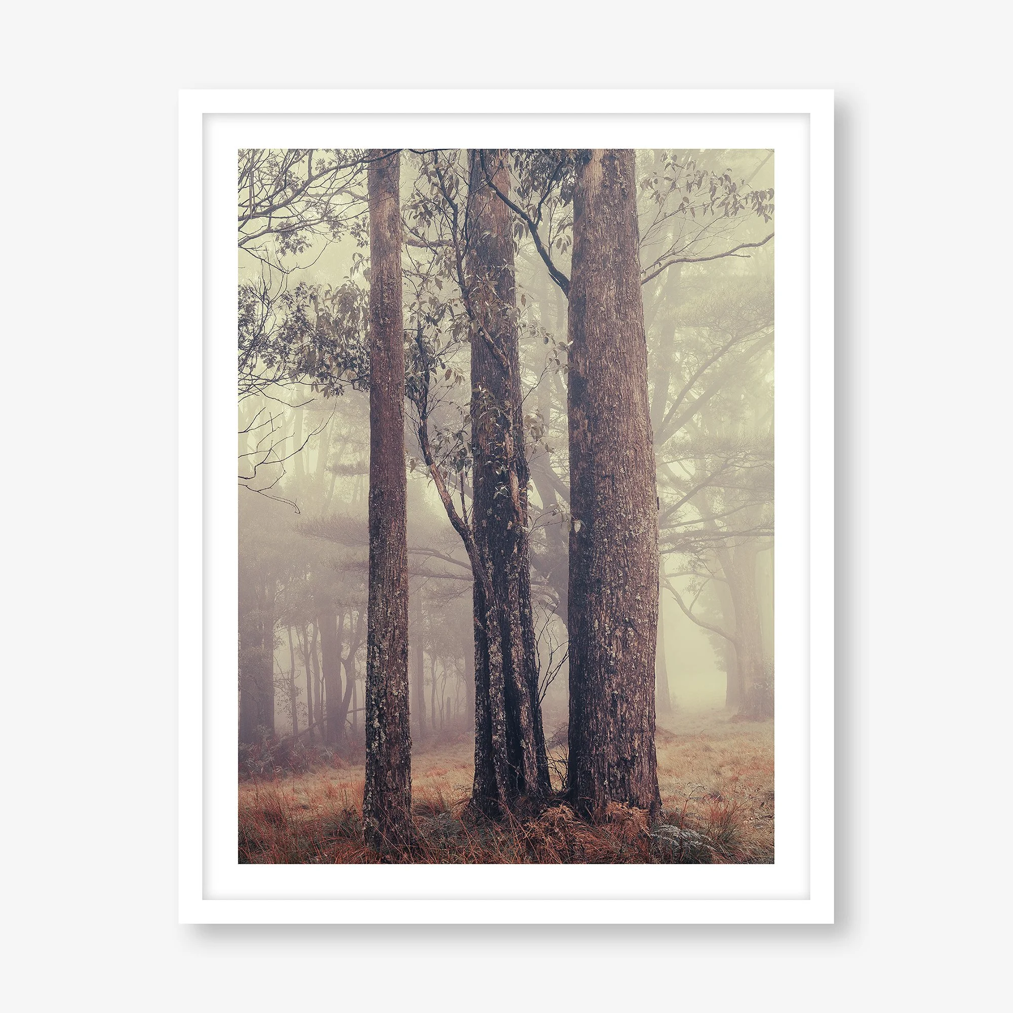 TREES IN FOG NO.2