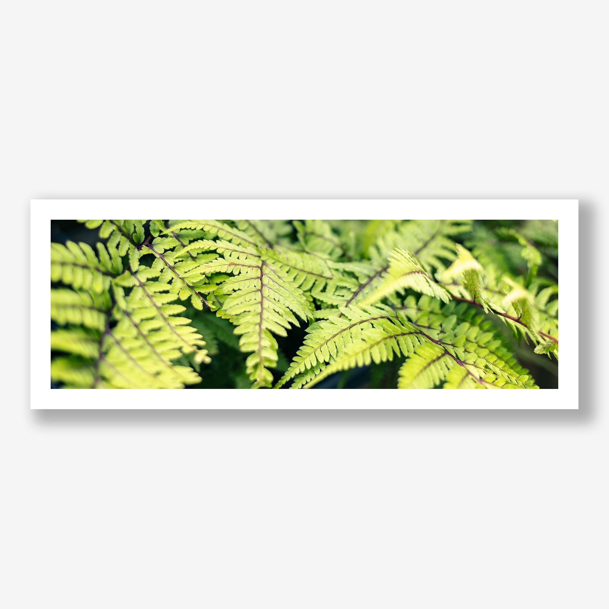 ferns-no1-print.jpg