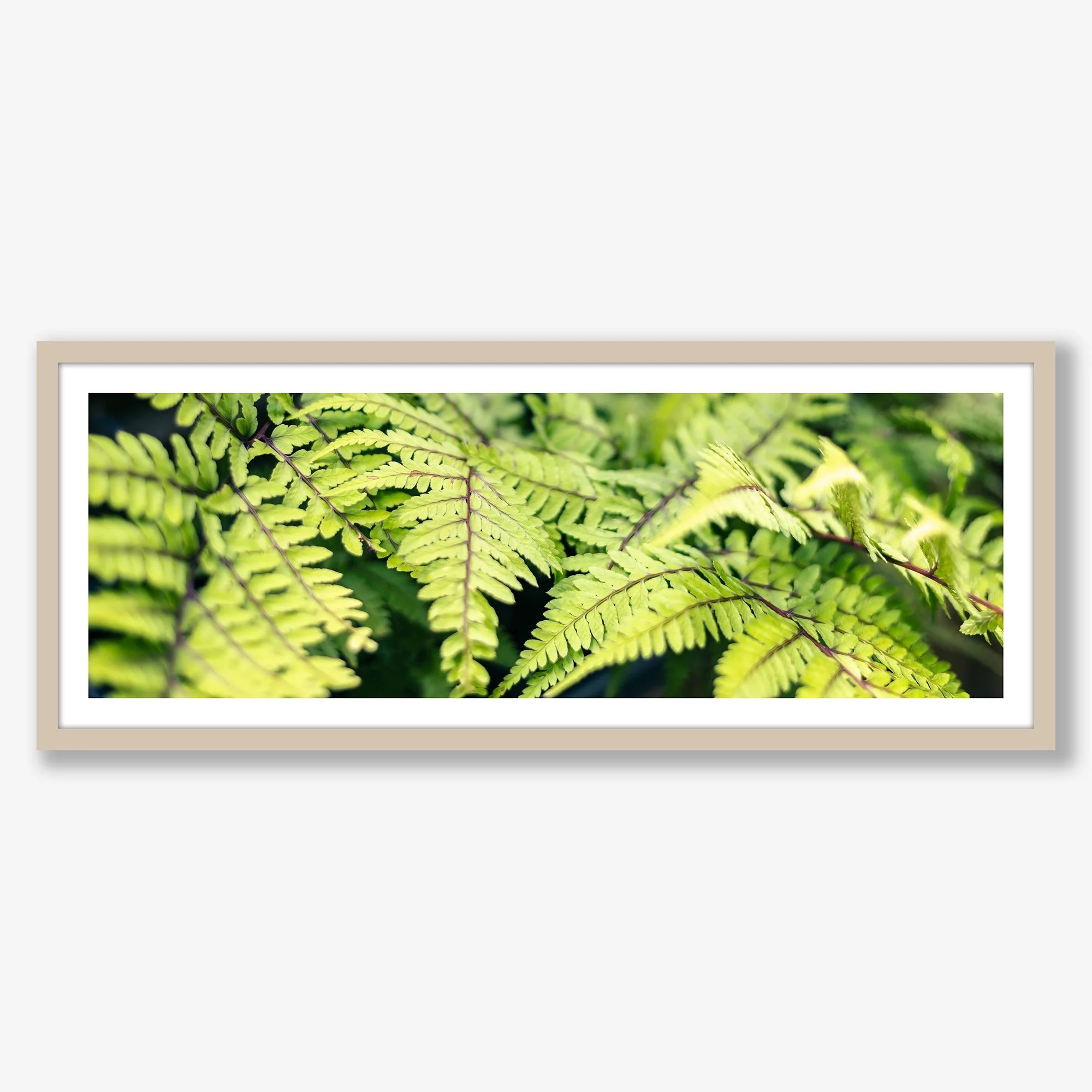 ferns-no1-oak.jpg