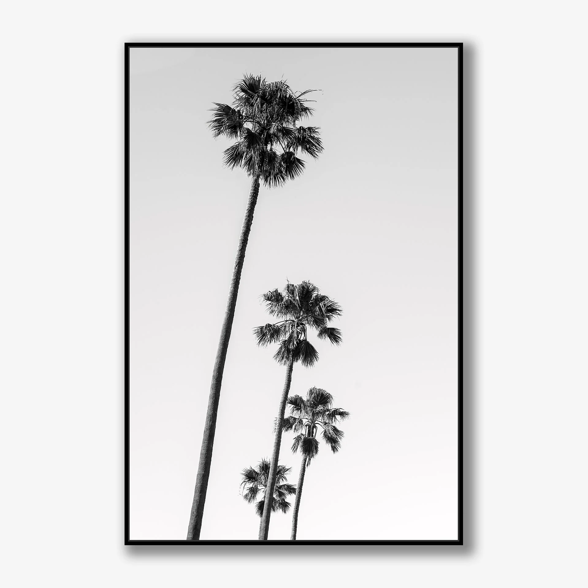 st-kilda-palms-no4-canvas-black.jpg