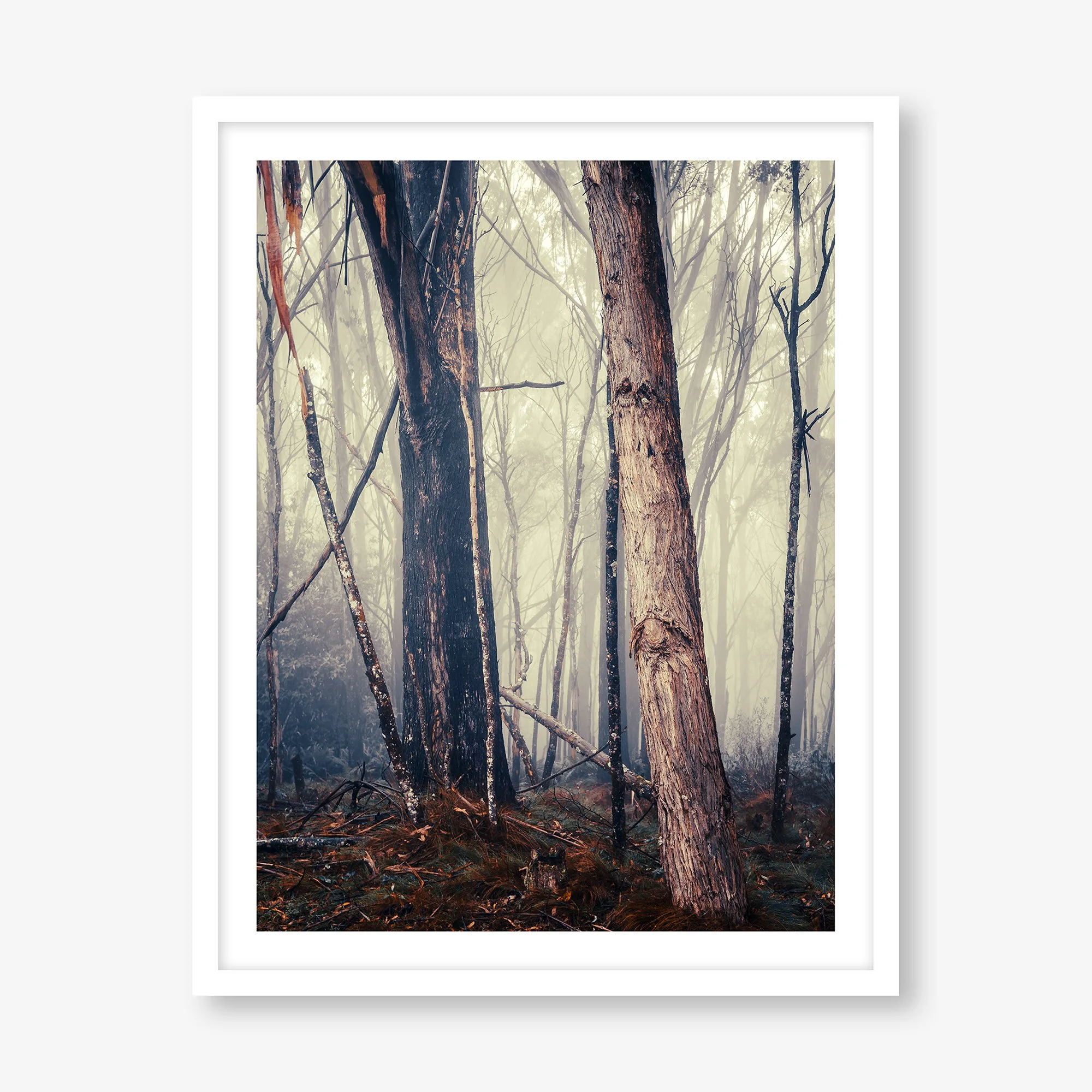 TREES IN FOG NO.1