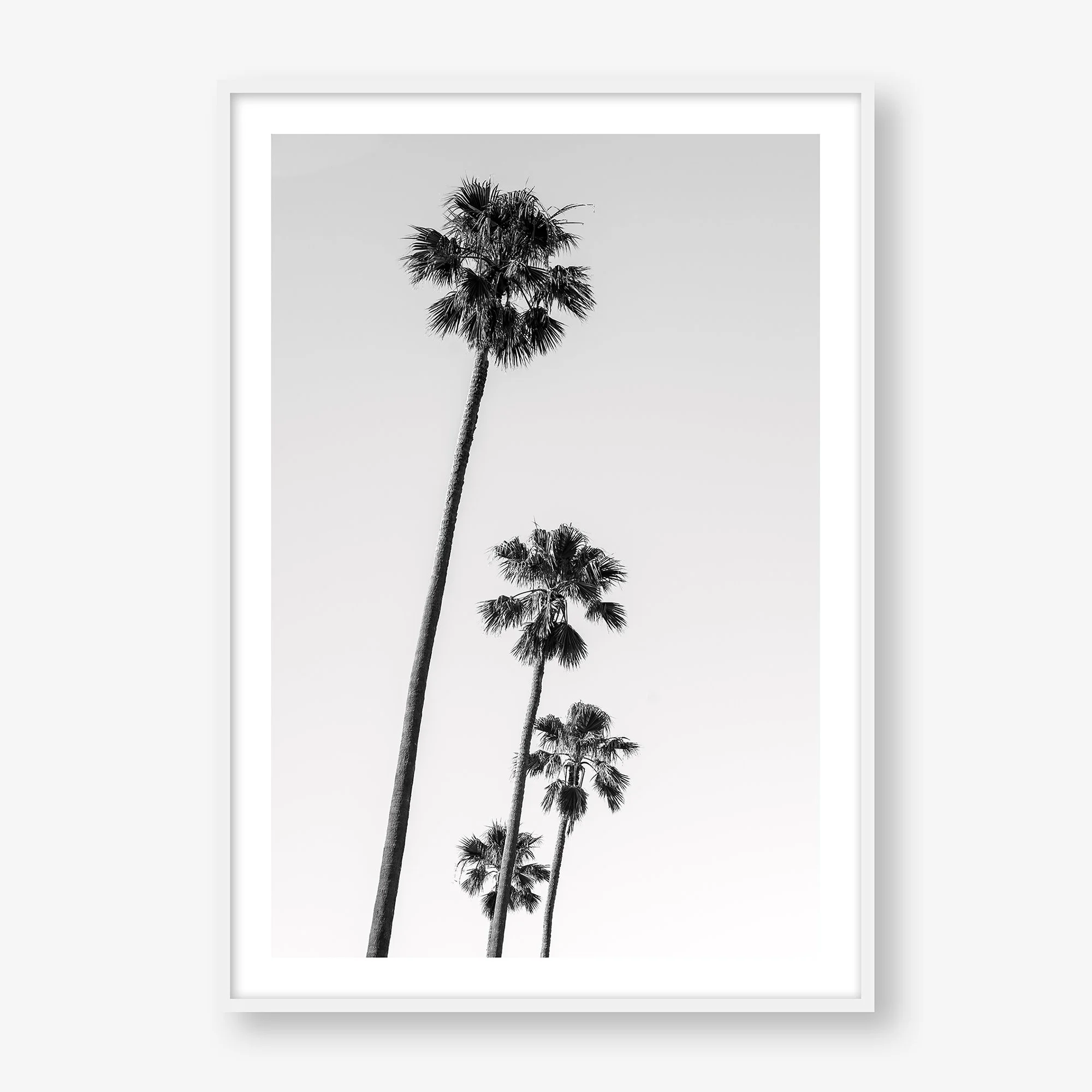 st-kilda-palms-no4-white.jpg