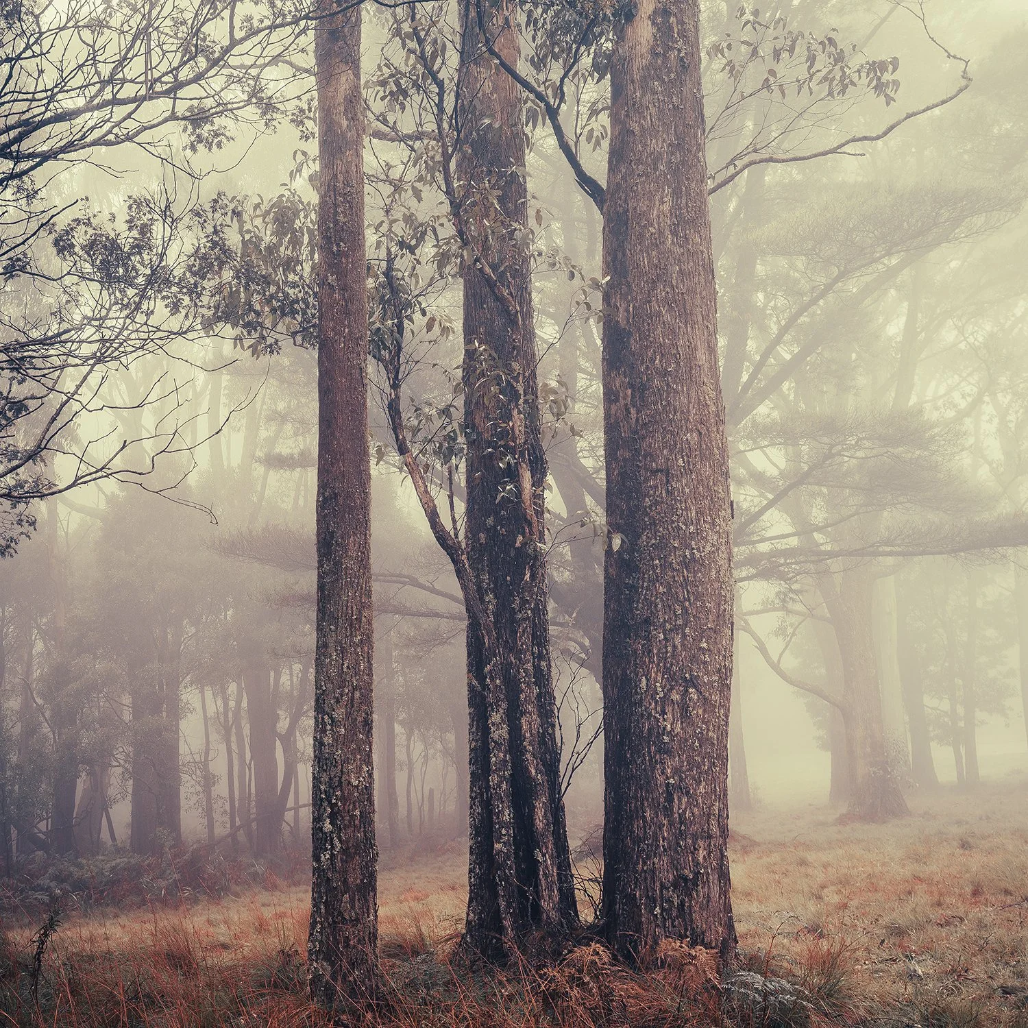 trees-in-fog-no2.jpg