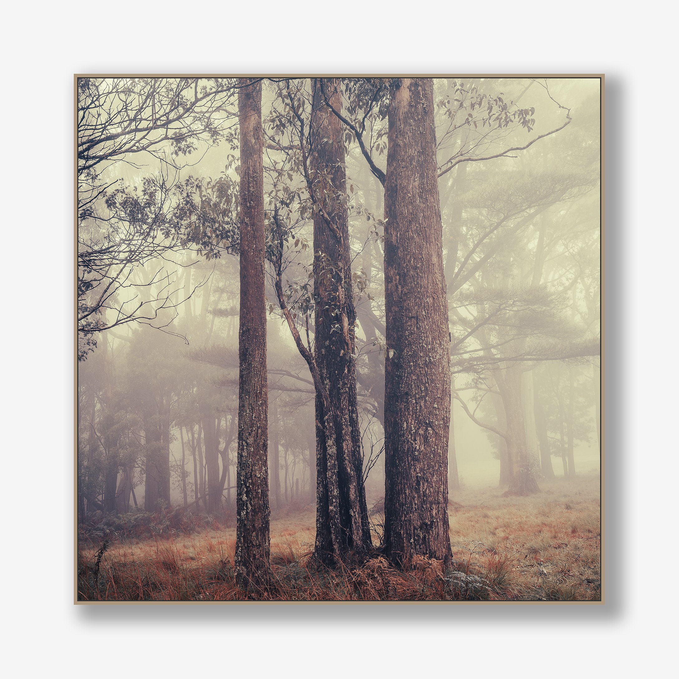 trees-in-fog-no2-canvas-oak.jpg