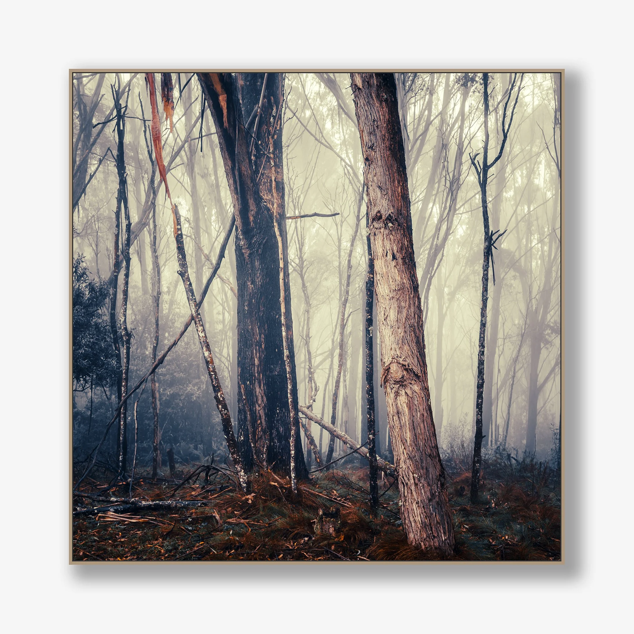 trees-in-fog-no4-canvas-oak.jpg