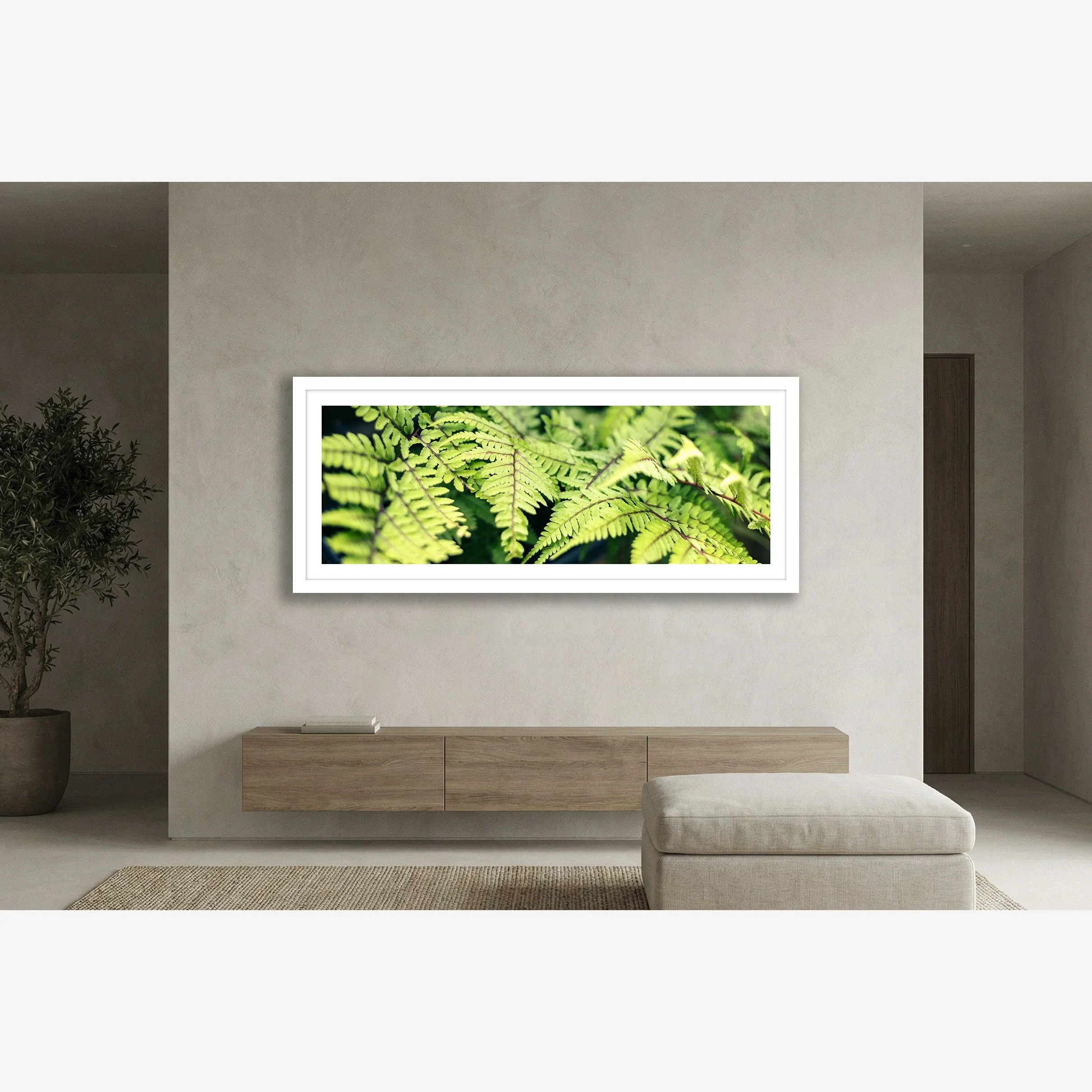 fab-ferns-insitu.jpg