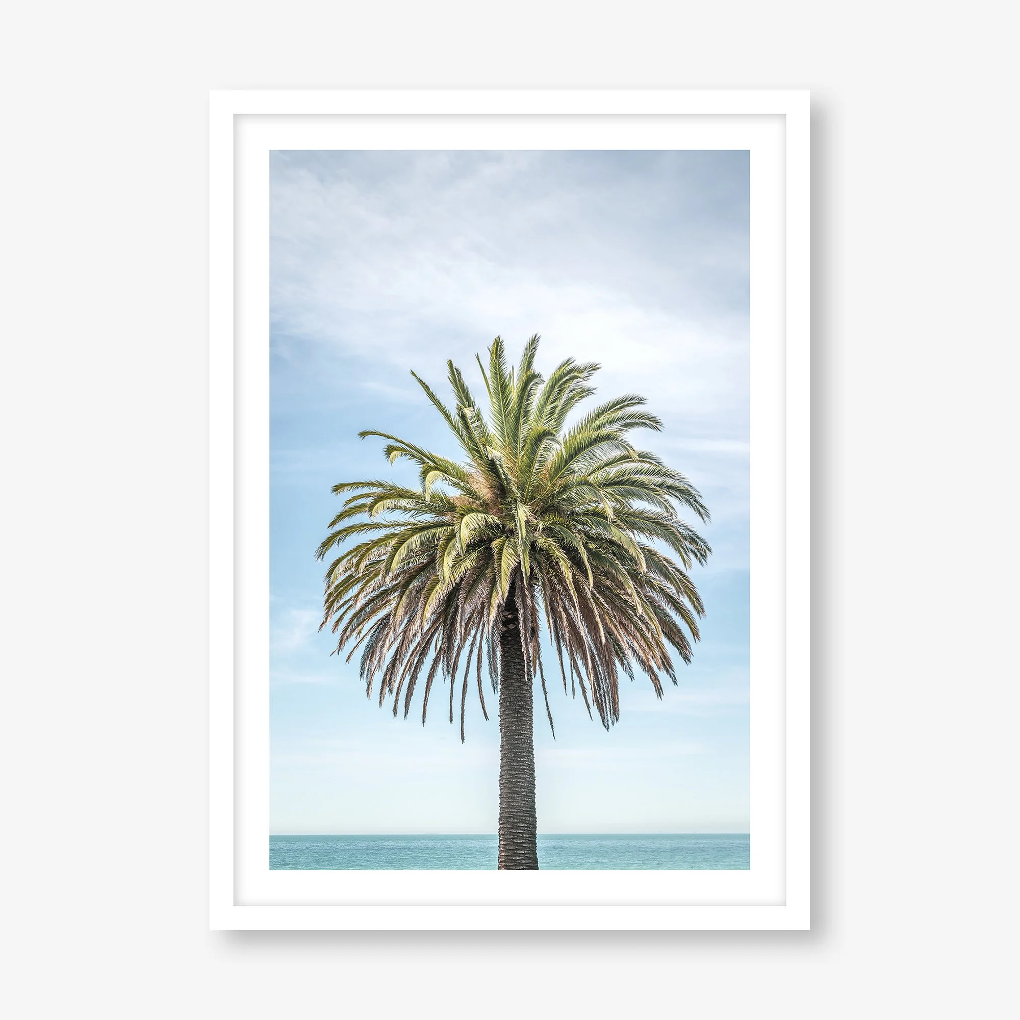 PORTRAIT OF A PALM (ST. KILDA)