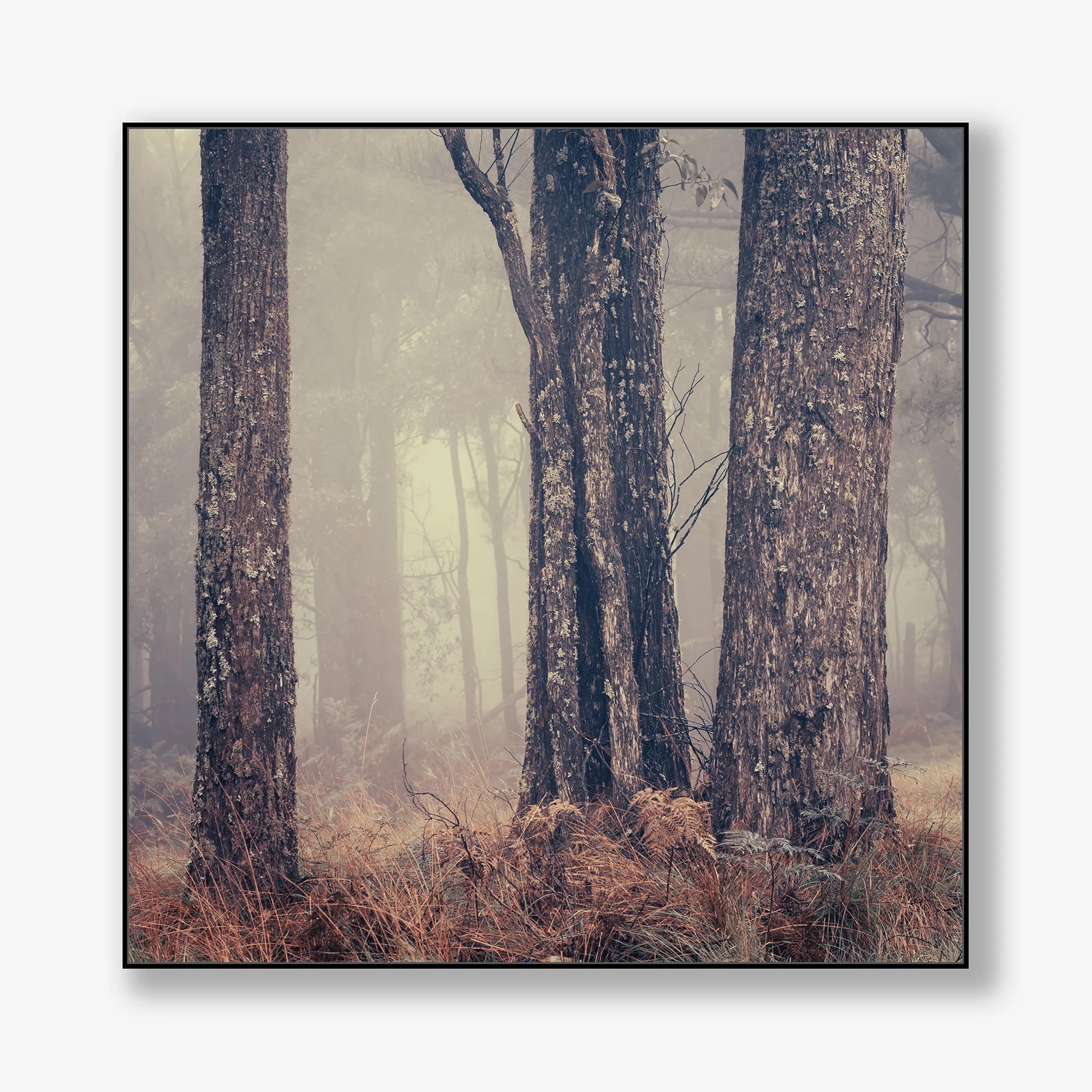 trees-in-fog-no1-canvas-black.jpg