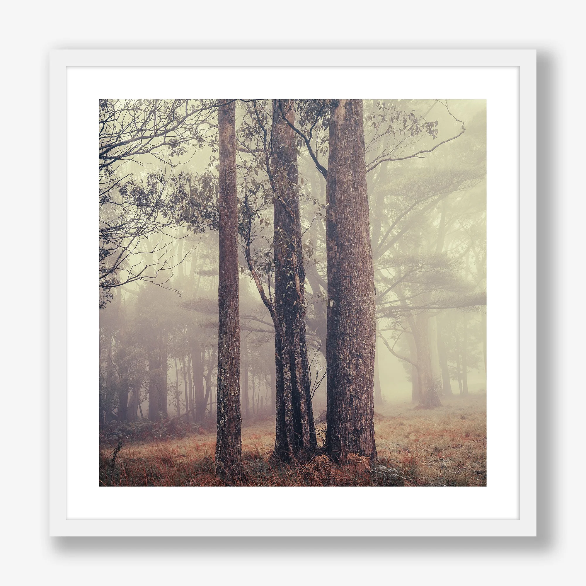 trees-in-fog-no2-white.jpg