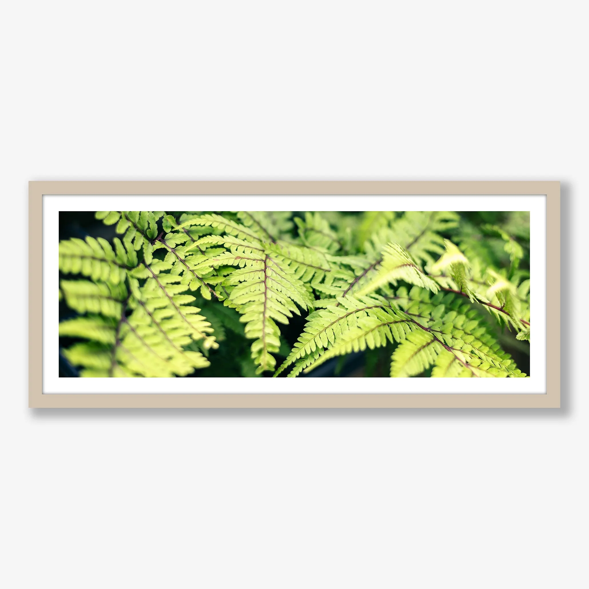 fabulous-ferns-oak.jpg