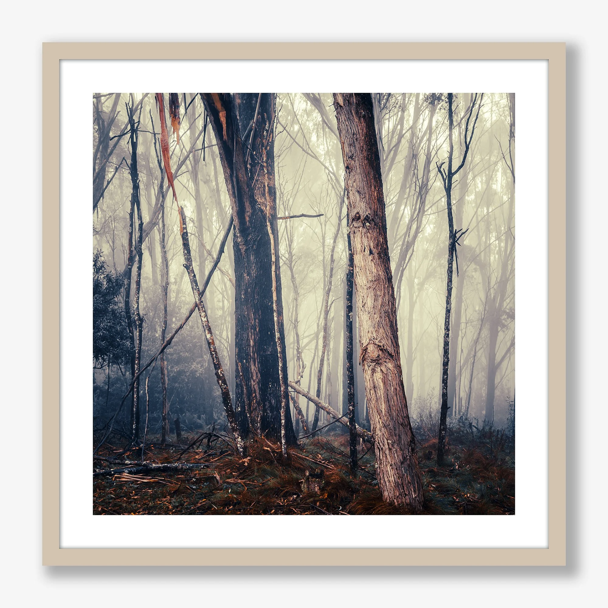 trees-in-fog-no1-oak-ff.jpg