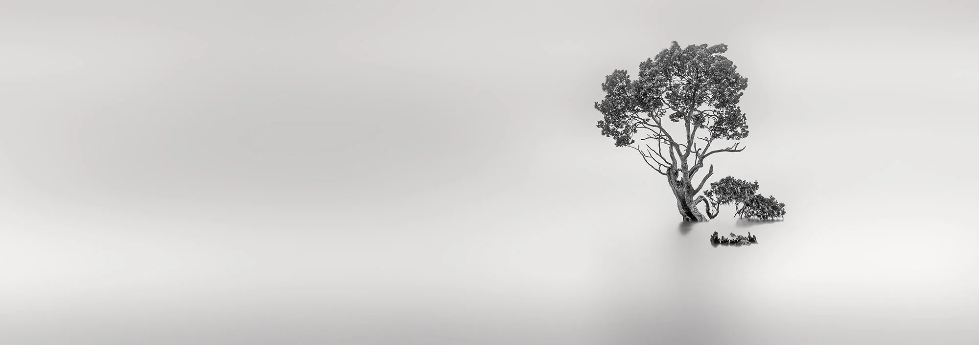 zen-tree-no2.jpg