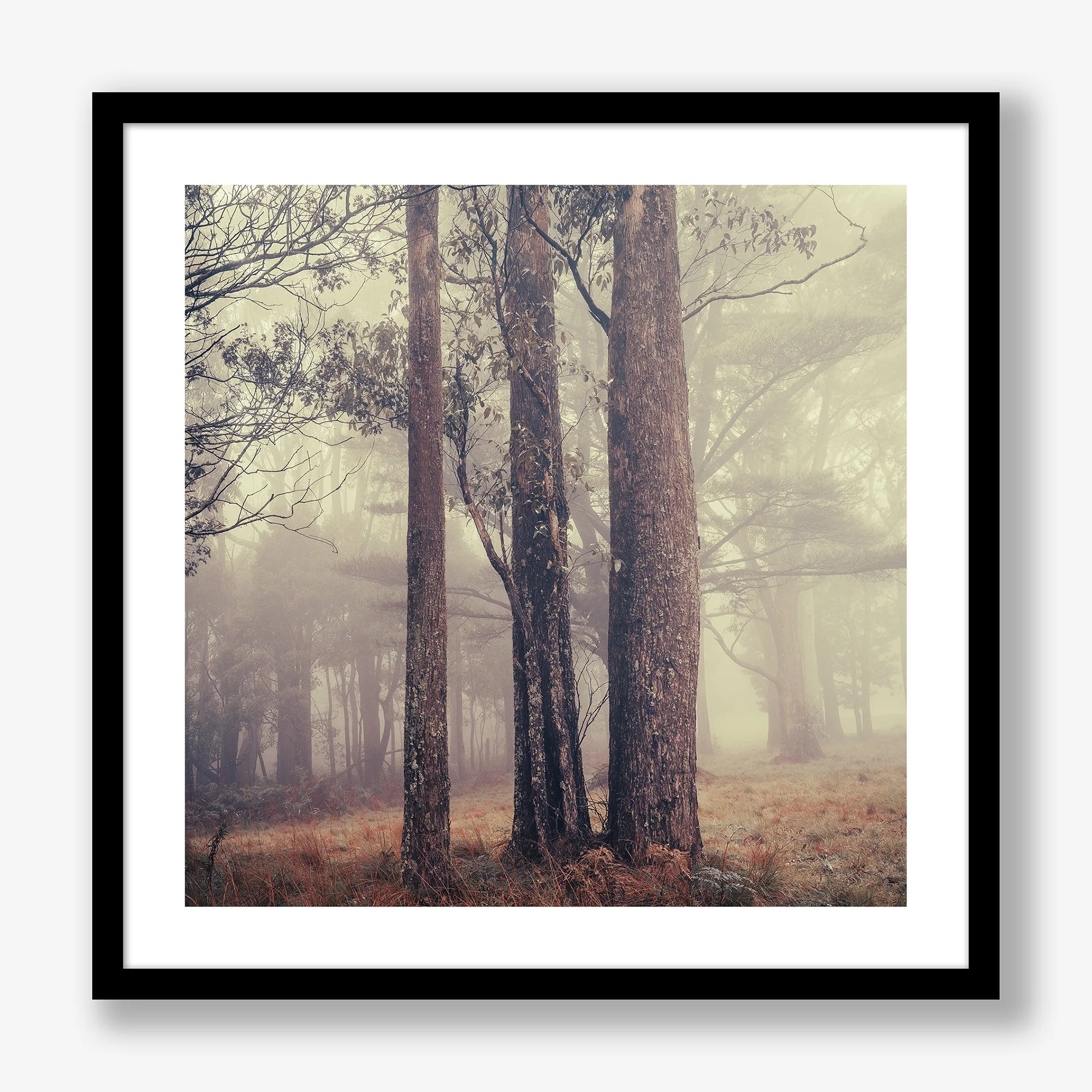 trees-in-fog-no2-black.jpg