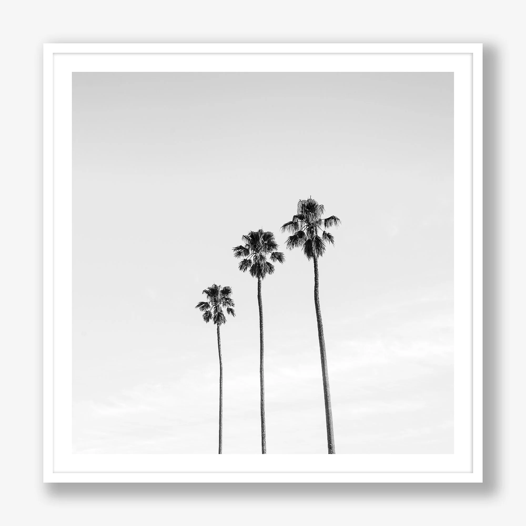three-palms-white.jpg