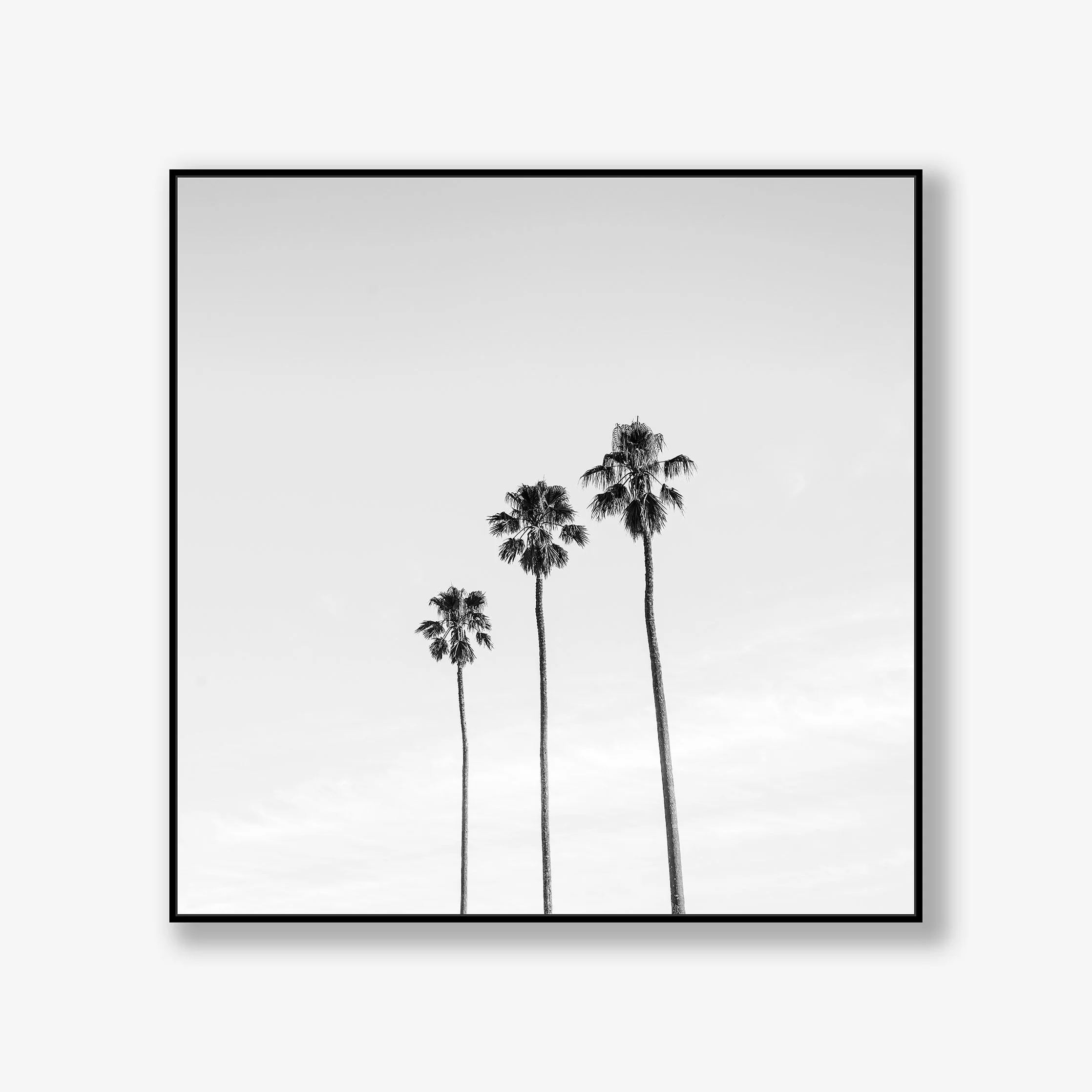 three-palms-canvas-black.jpg