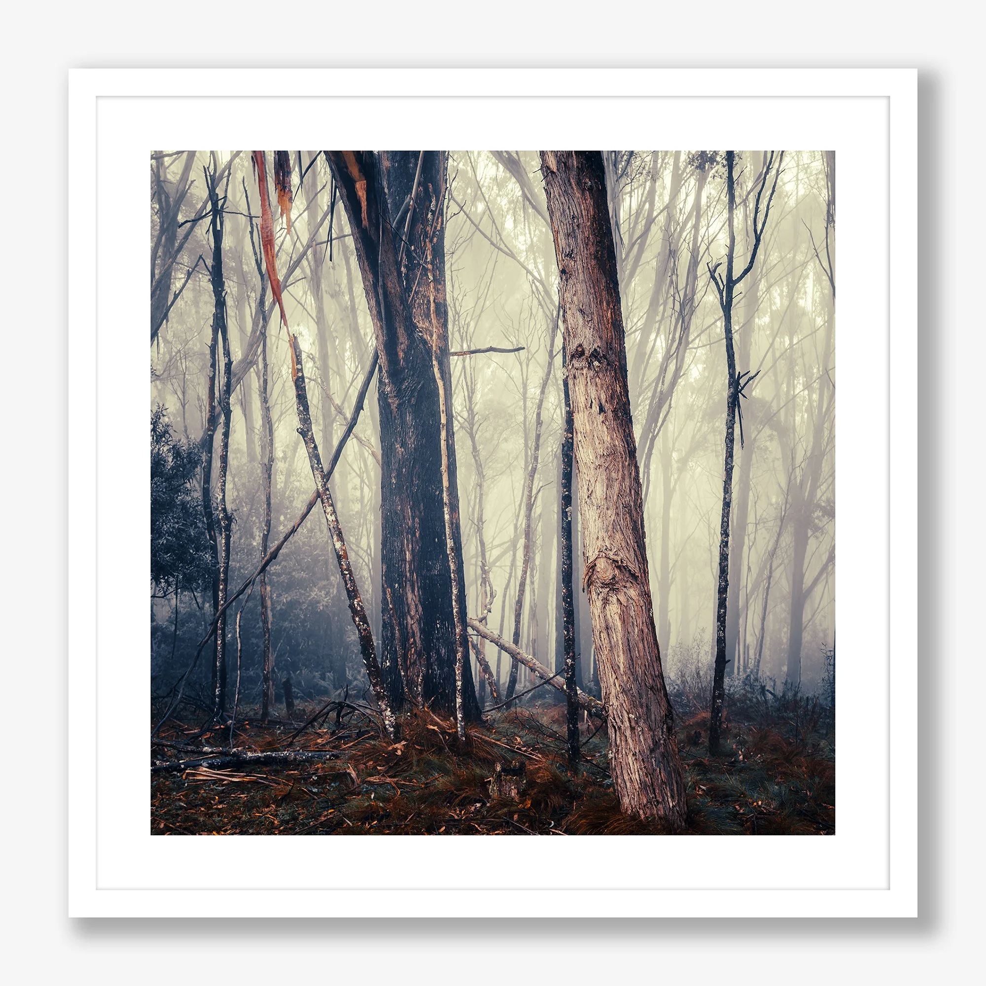 trees-in-fog-no1-white-ff.jpg