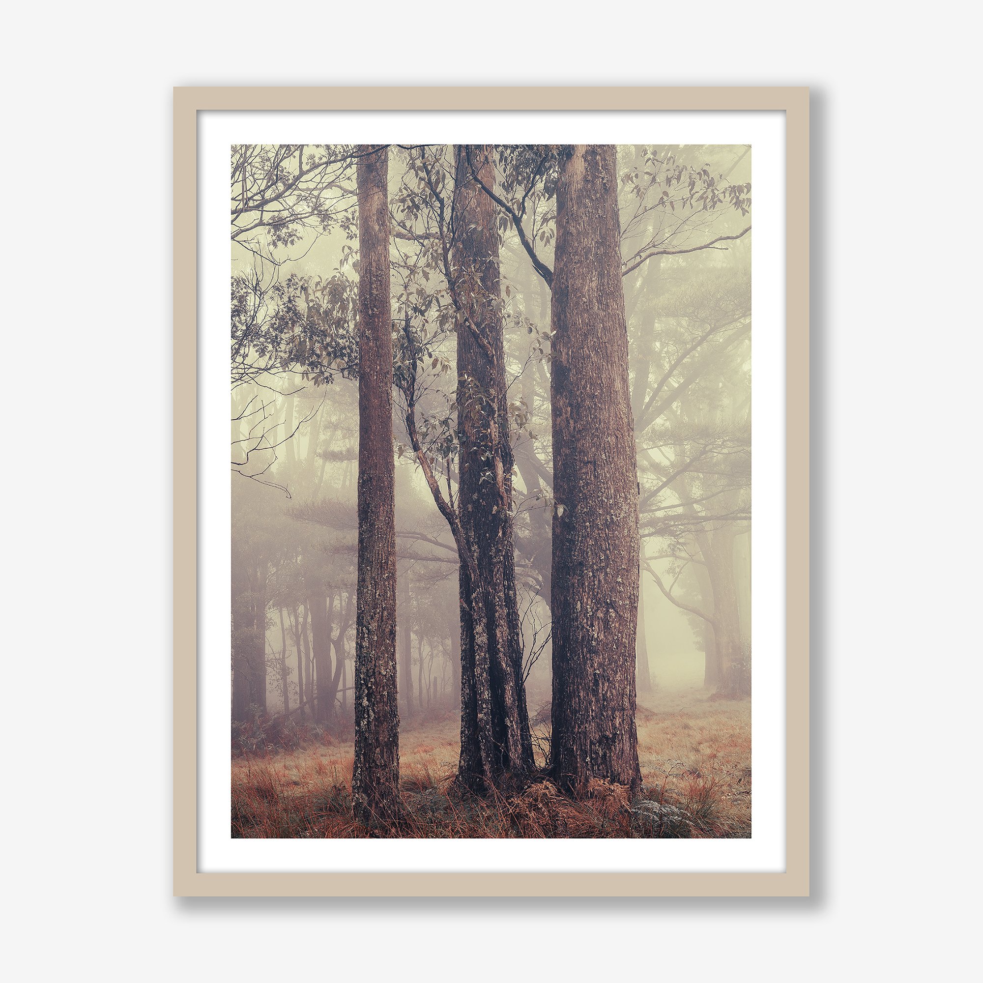 trees-in-fog-no2-vert-oak.jpg